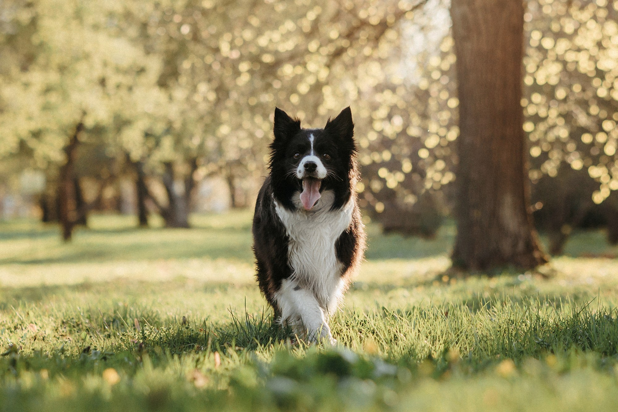 Аня и Иден. Фотограф-анималист Елена Радченко, Москва