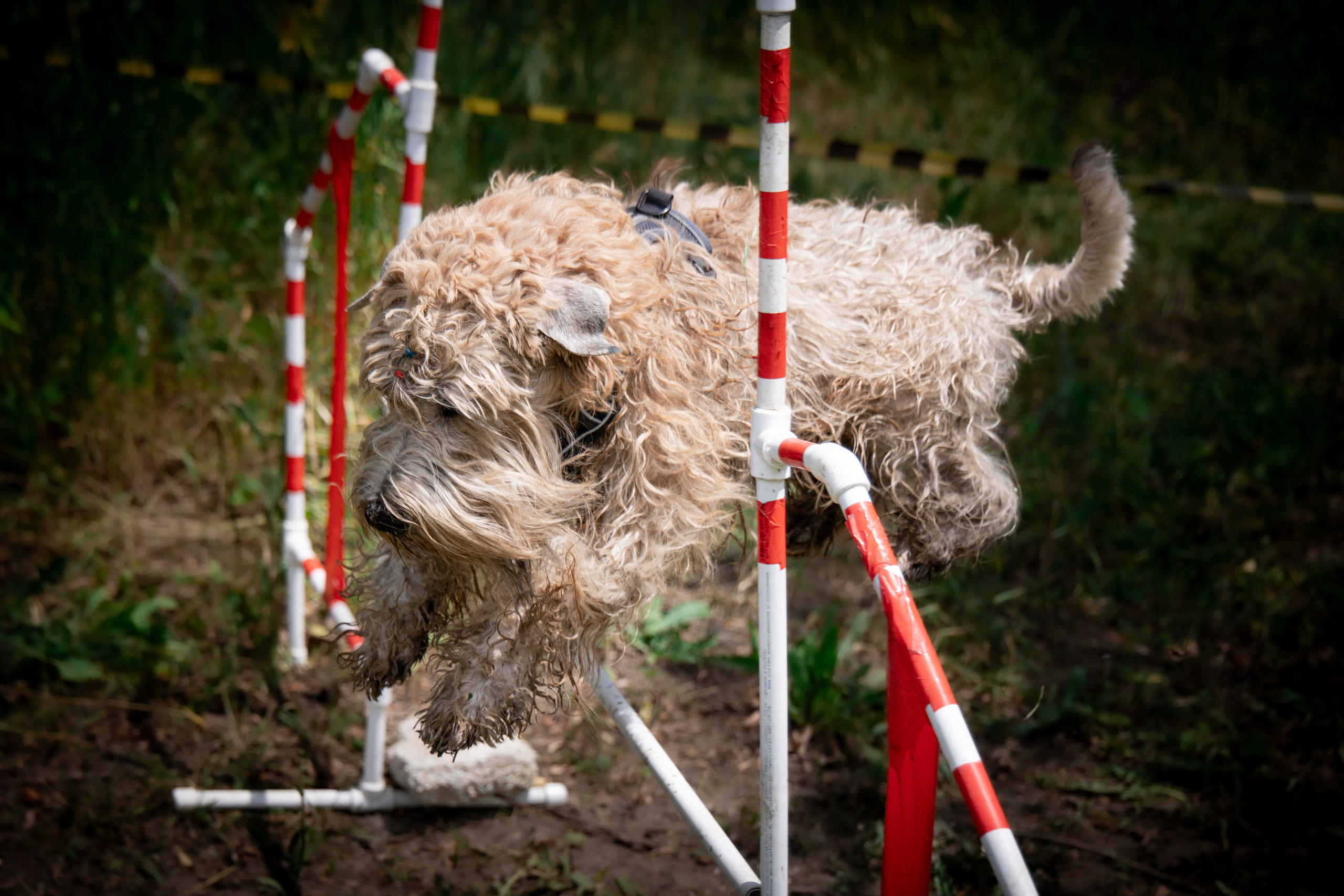 Собаки. Антонина Савельева Фотограф Ставрополь