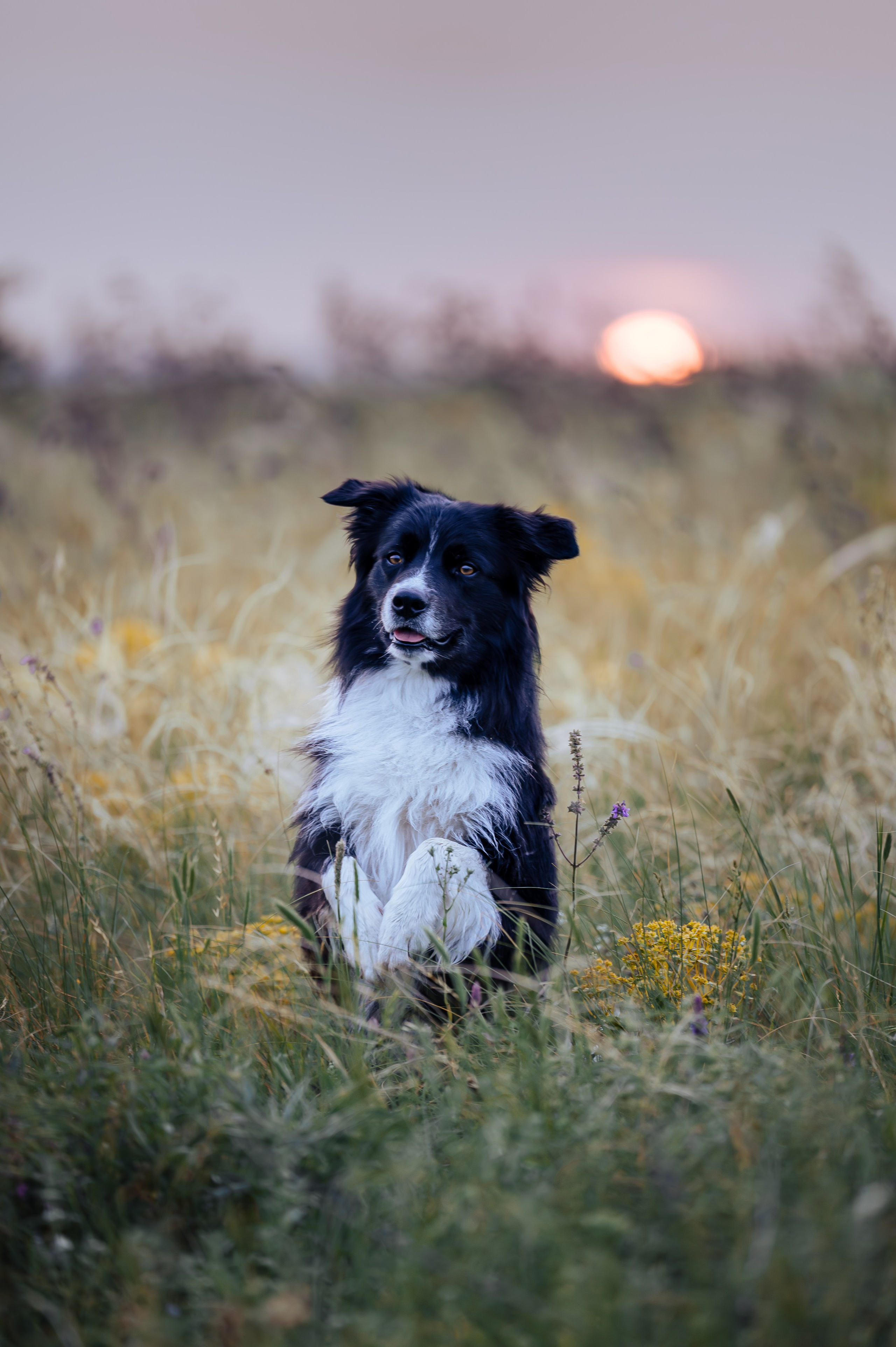 Прогулка на рассвете с бордер-колли. Фотограф в Ростове —на — Дону