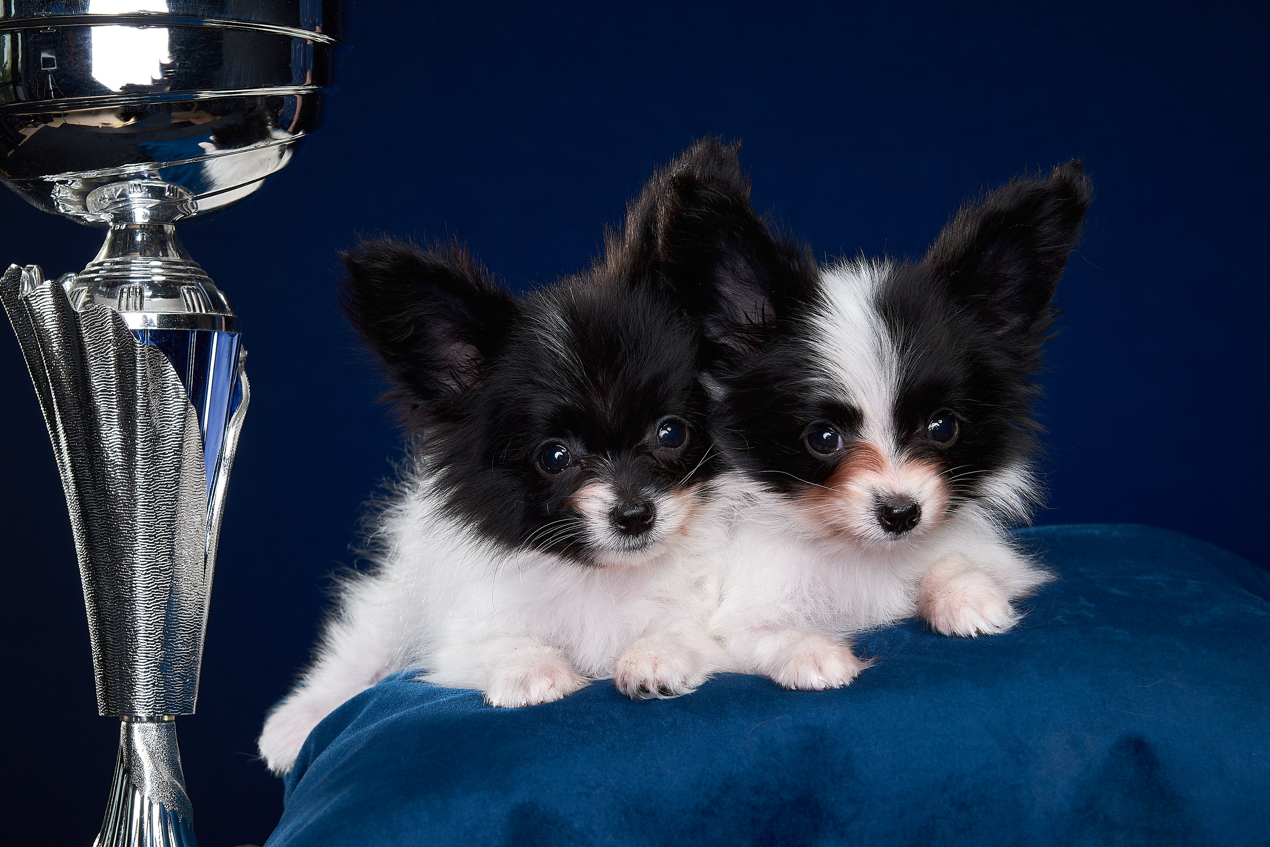 Фотосъемка животных