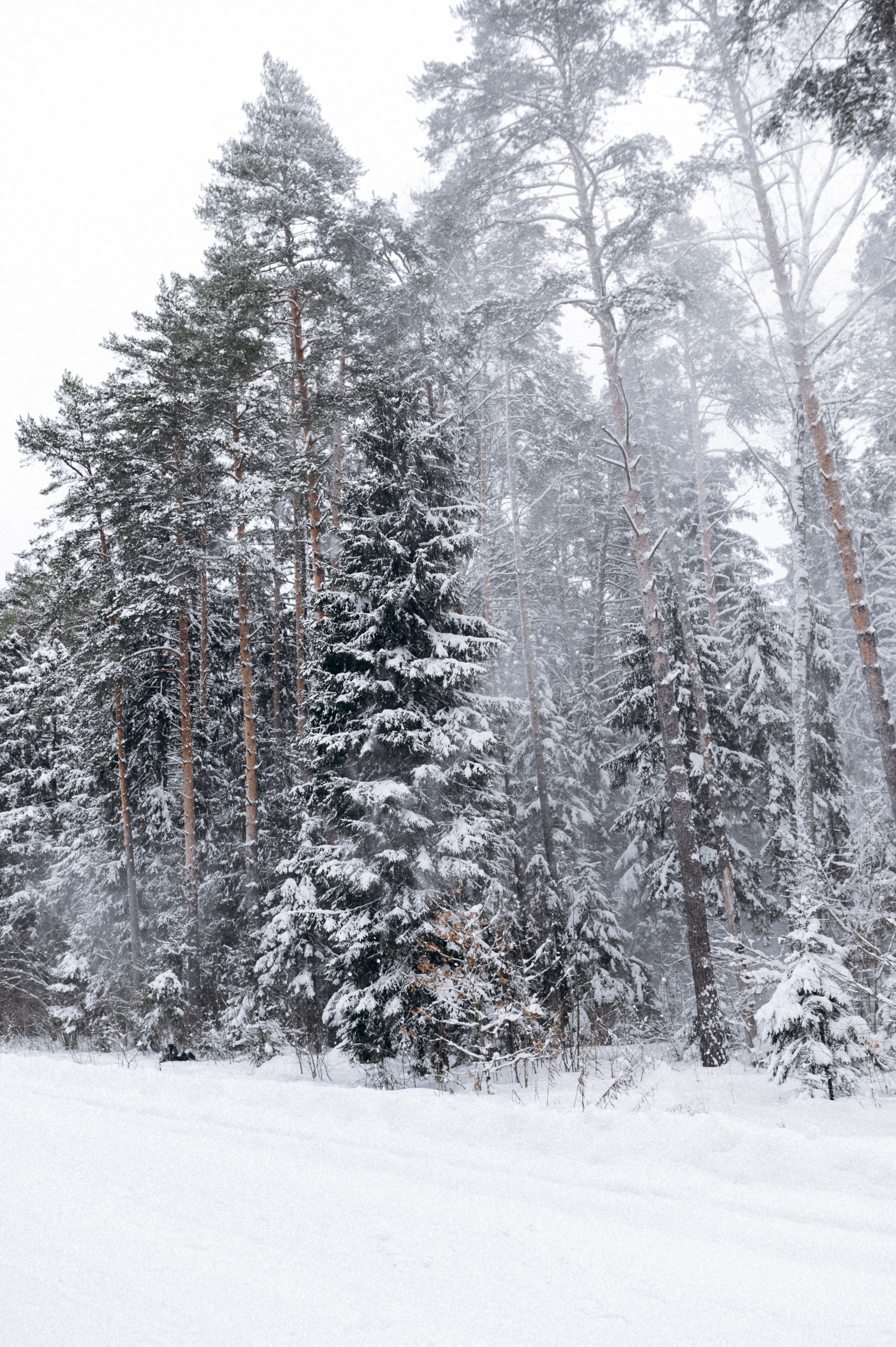 Аня и Милан. Фотограф анималист в Москве Ольга Агушева