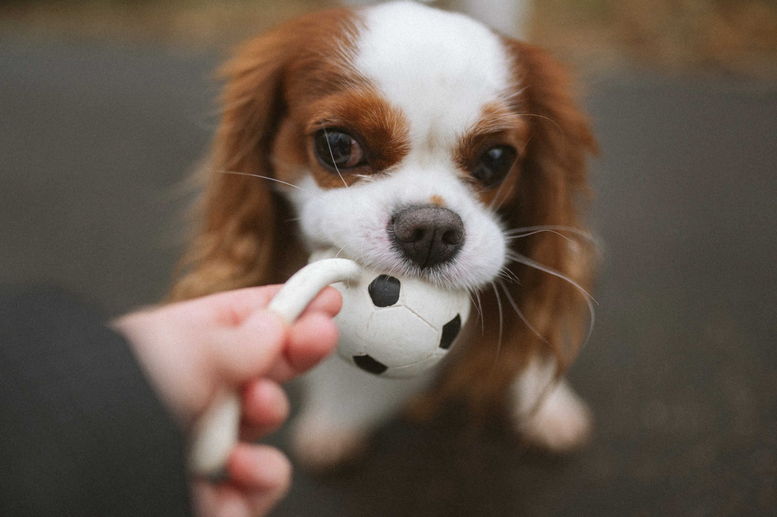 Настя и Тэйлор. Фотограф анималист в Москве Ольга Агушева