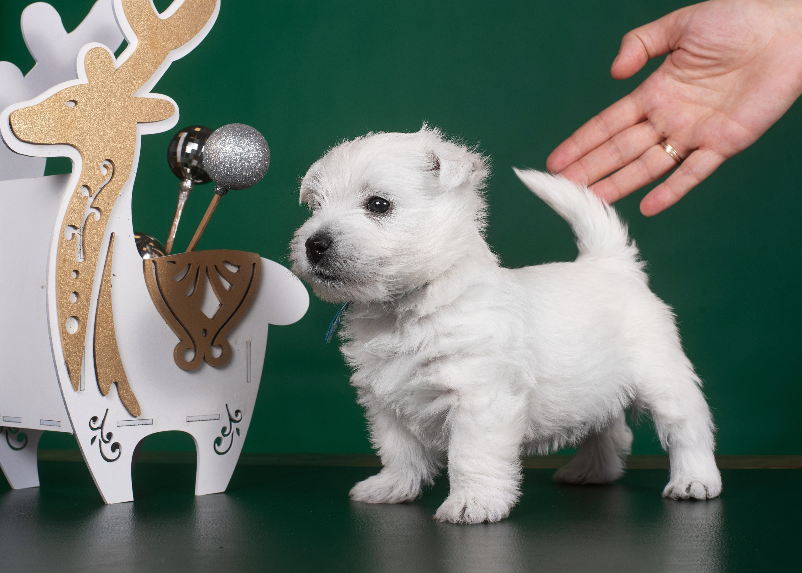 Щенки вест хайленд. Дог-фотограф в Тюмени Александра Королева