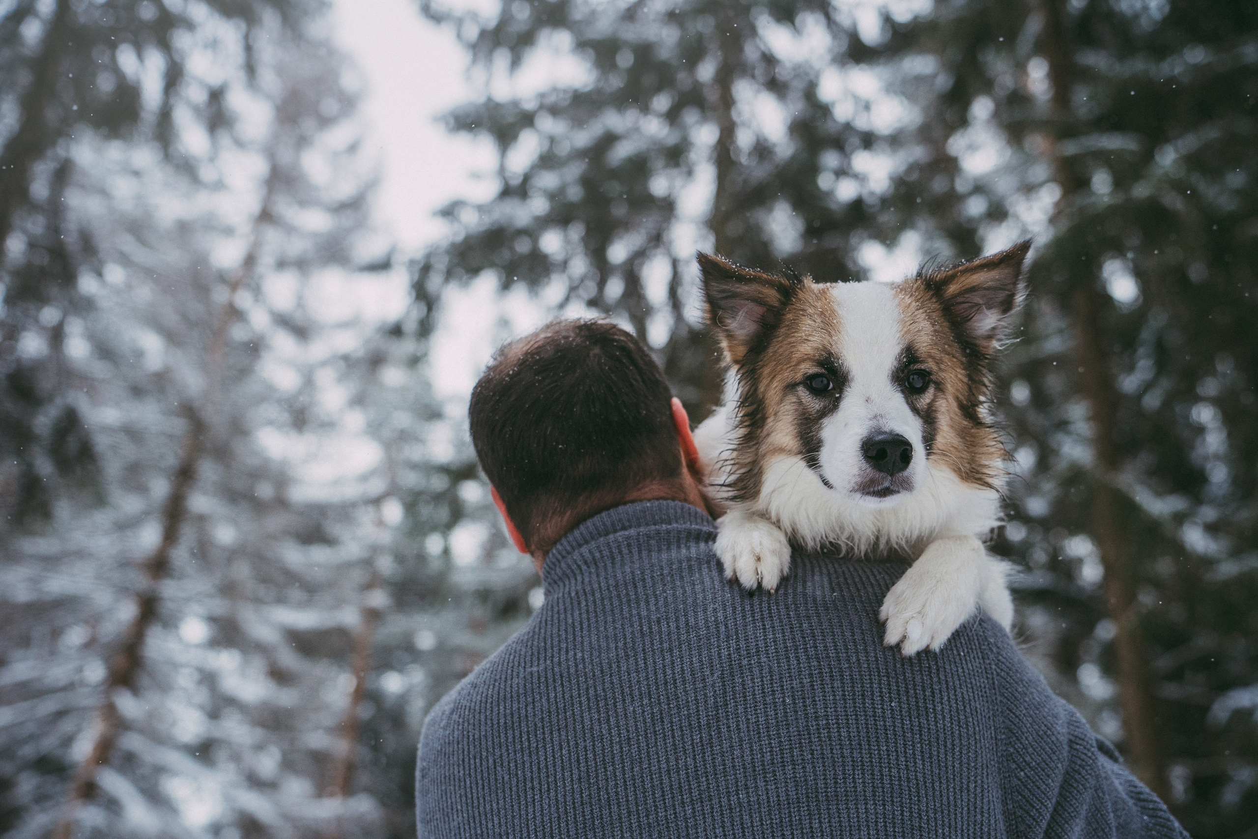 Катя, Анатолий и Елай. Фотограф анималист в Москве и Санкт-Петербурге Свиридова Анна