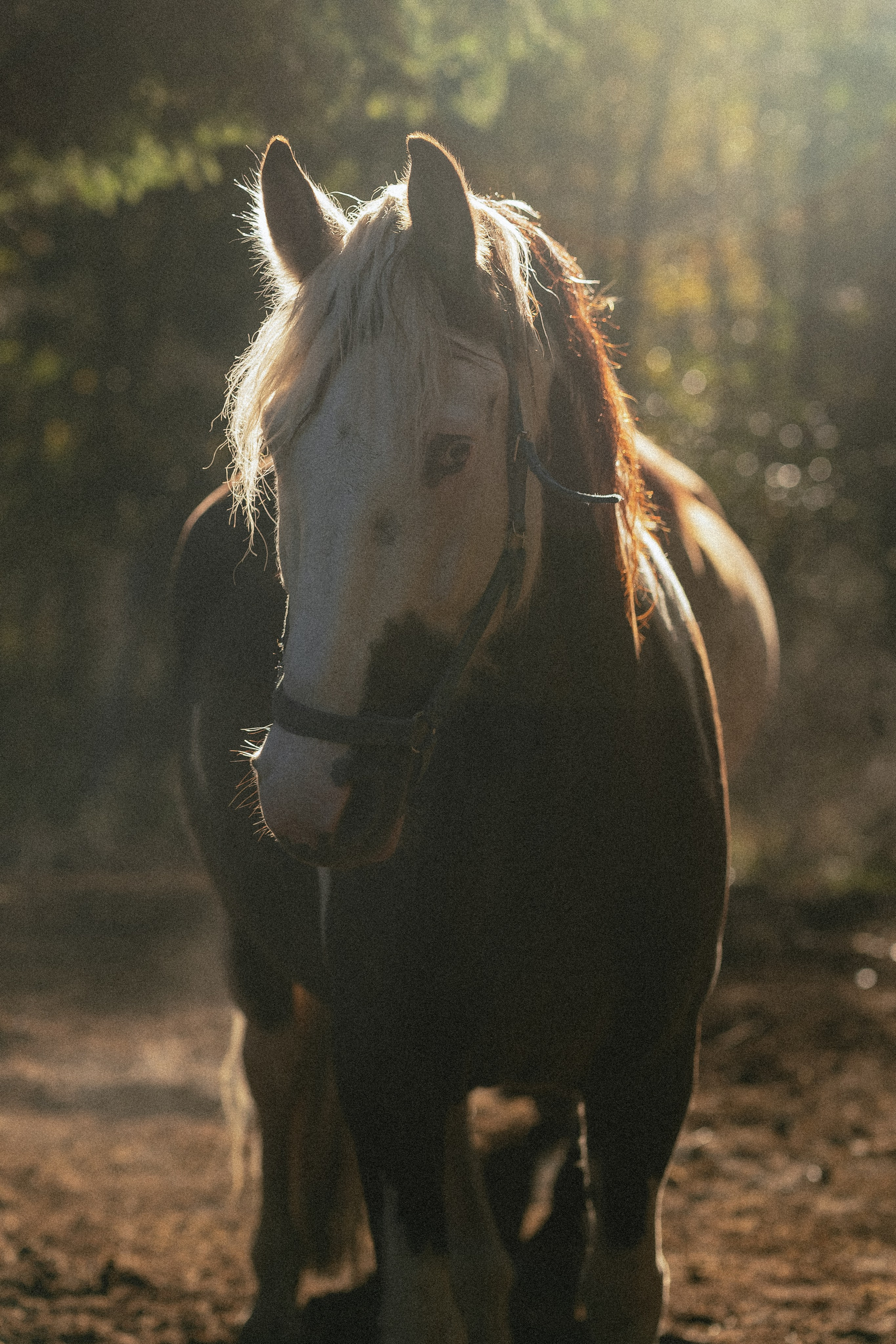 Born to be Wild. Юля Дэй • Фотограф, Санкт-Петербург