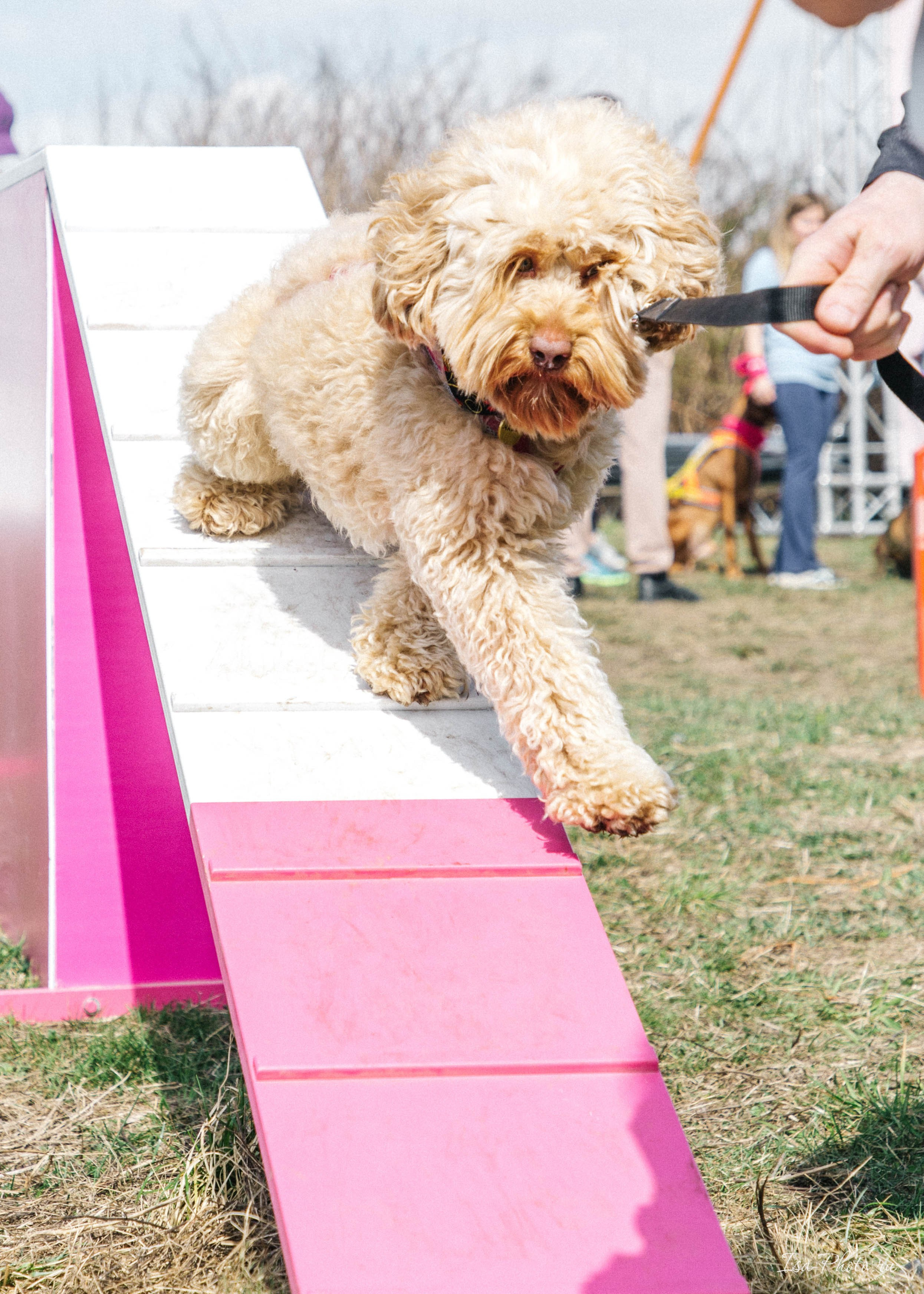 Кросс «Быстрый пёс» 2025. Репортажный фотограф в Москве