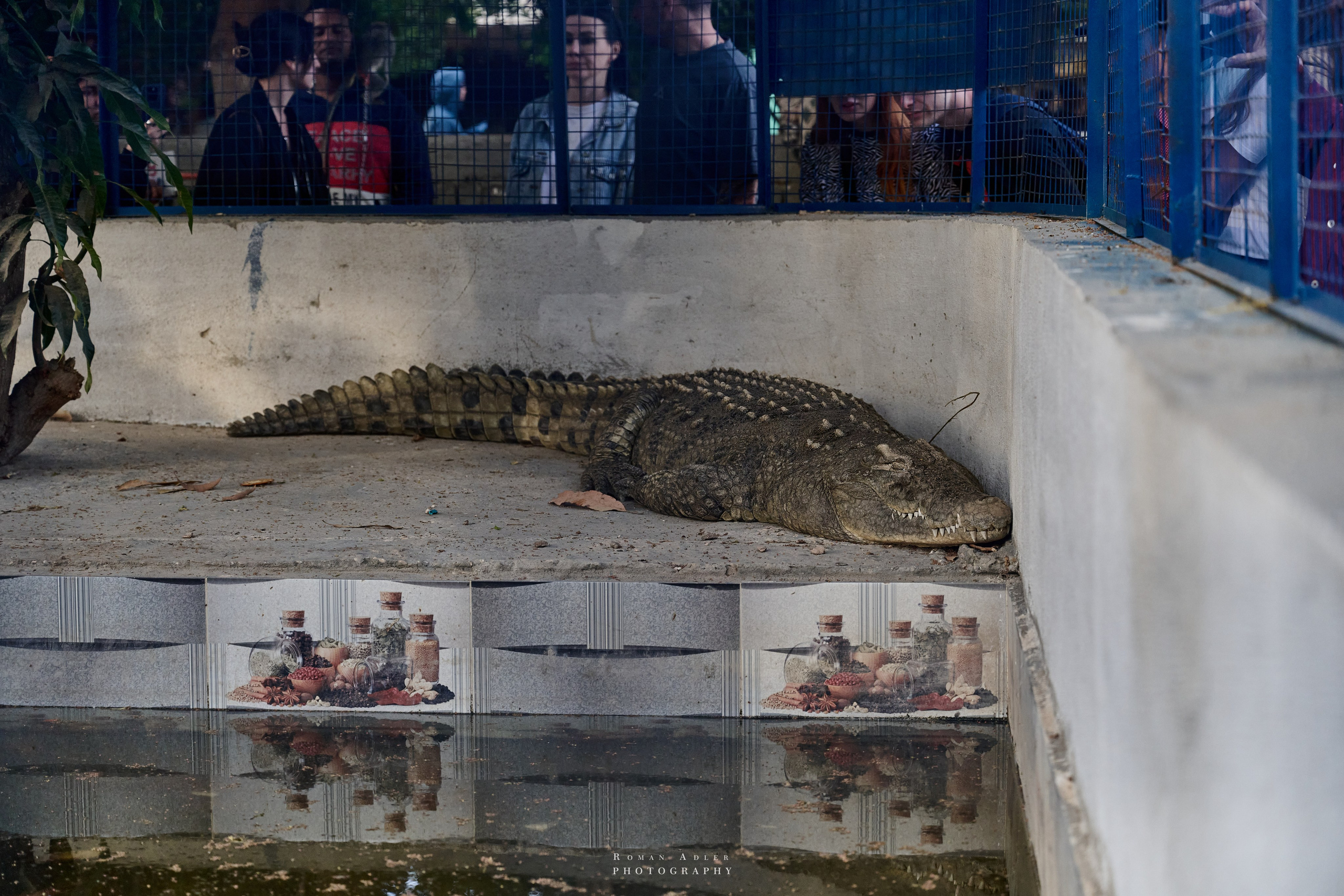 Луксор. Февраль 2025. Фотограф Роман Адлер