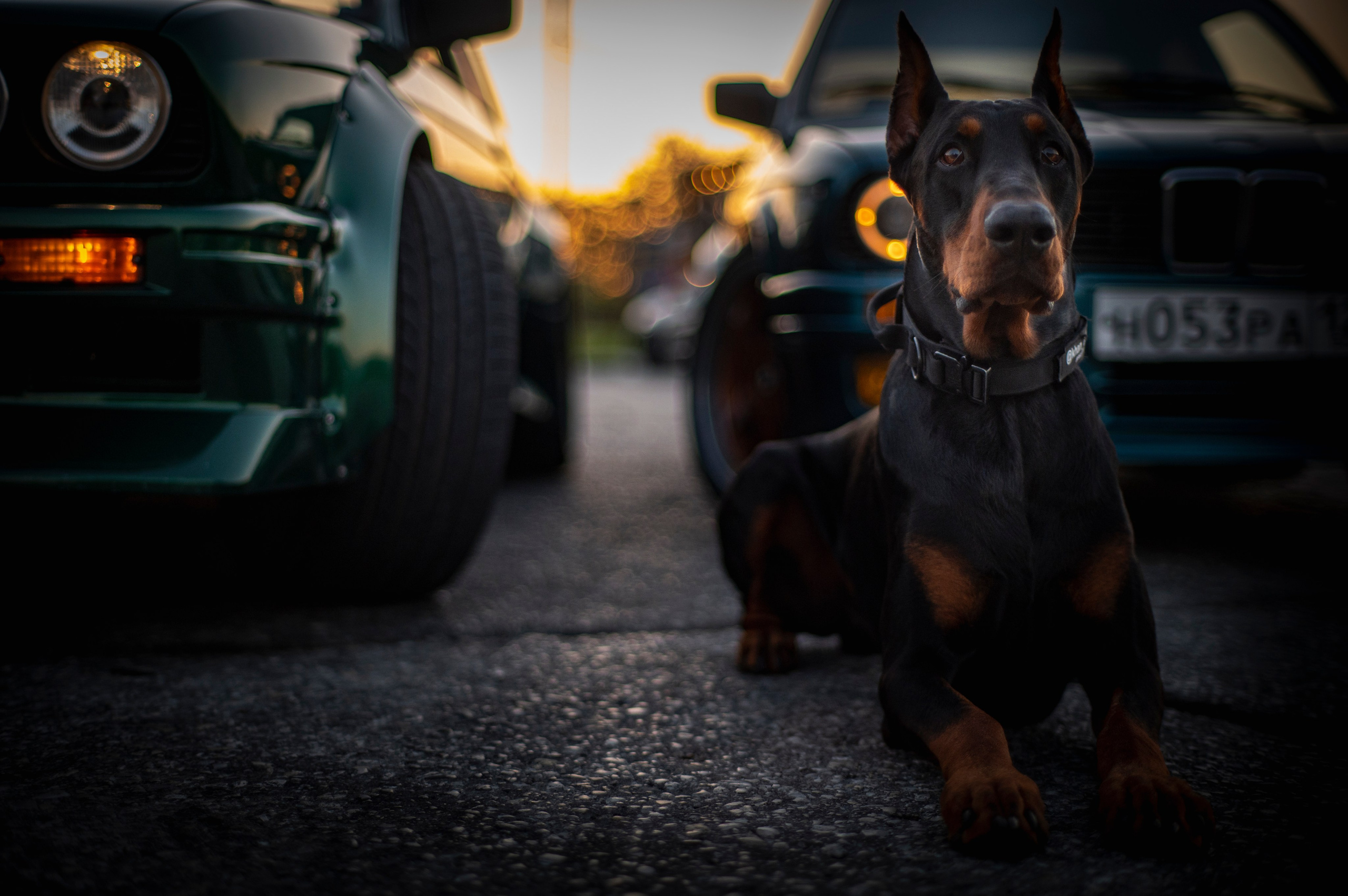 БМВ & Доберман. Фотограф Роман Адлер