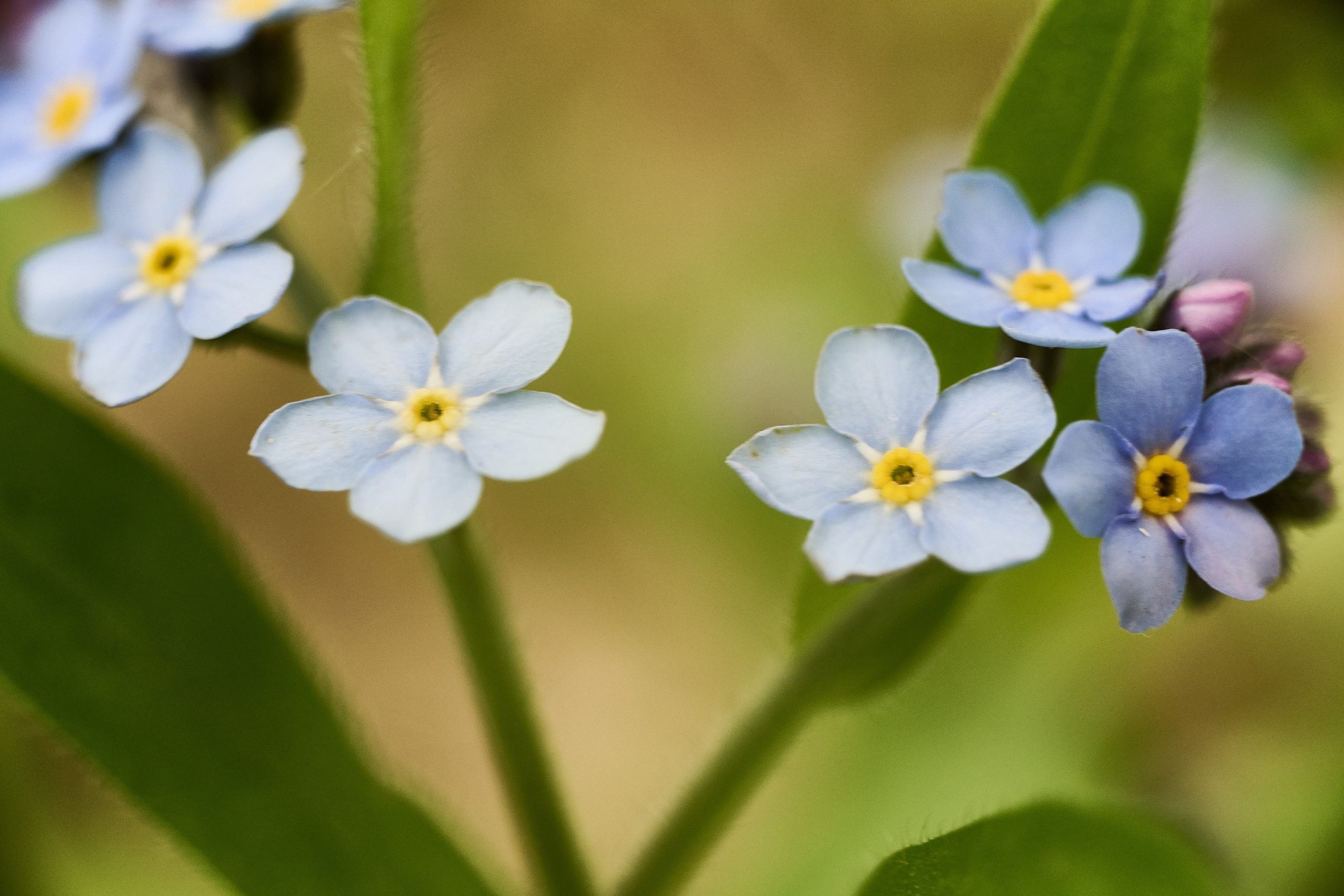 Фотографии весенних цветов. Фотограф Роман Адлер. Фотограф Роман Адлер
