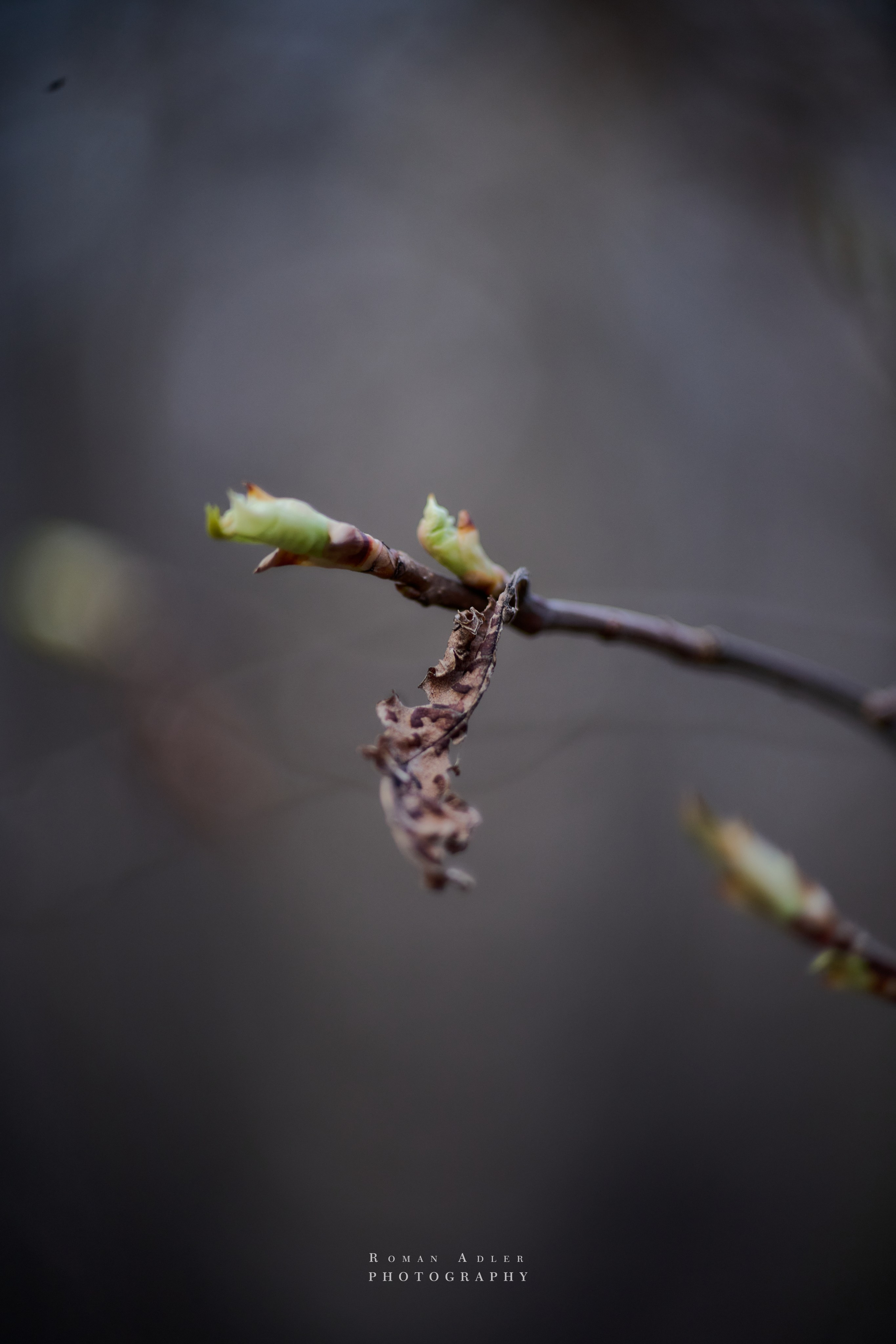 Весна. Москва 2025. Фотограф Роман Адлер