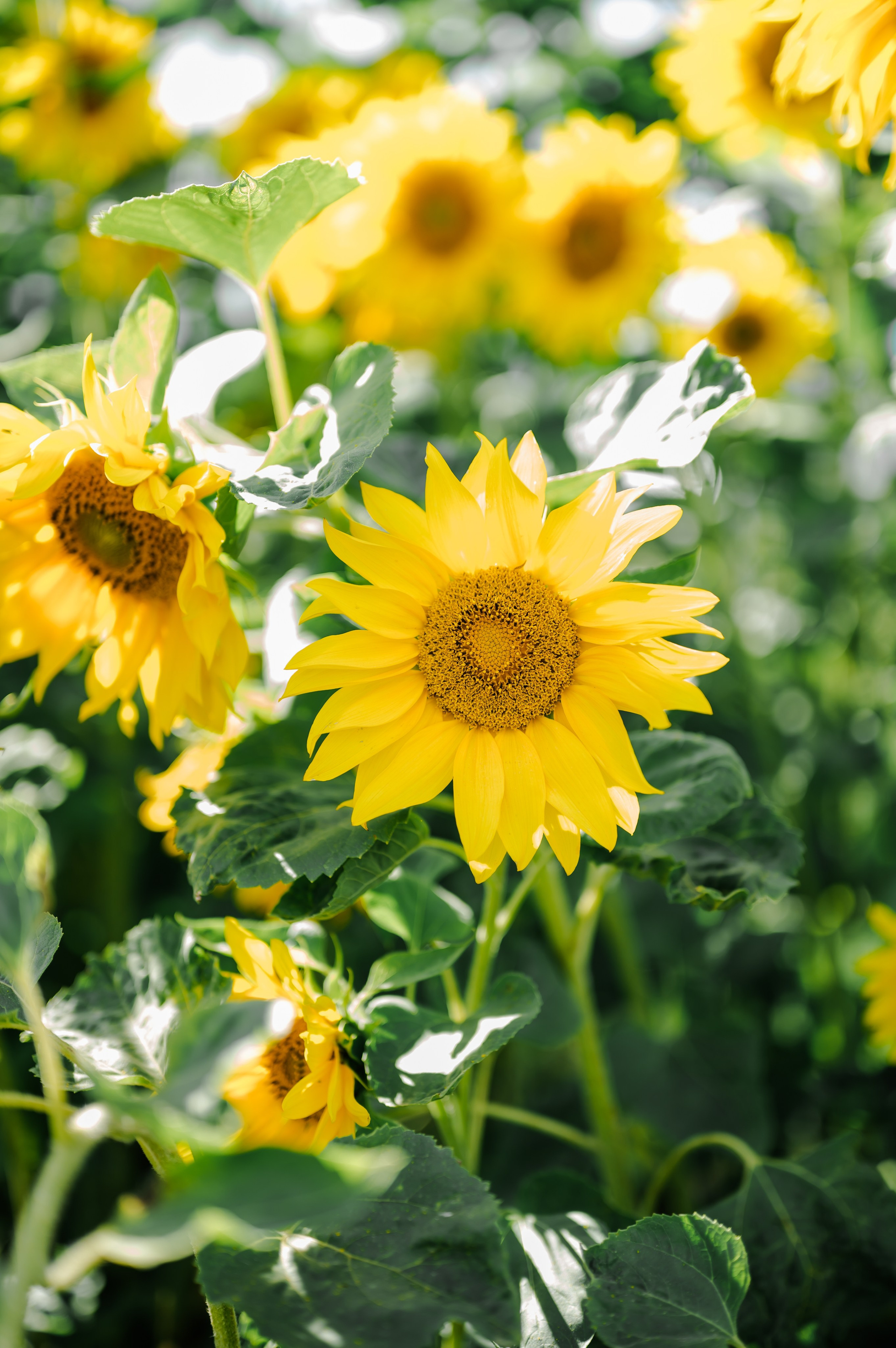 Подсолнухи. Свадебный и семейный фотограф Евгения Кононова