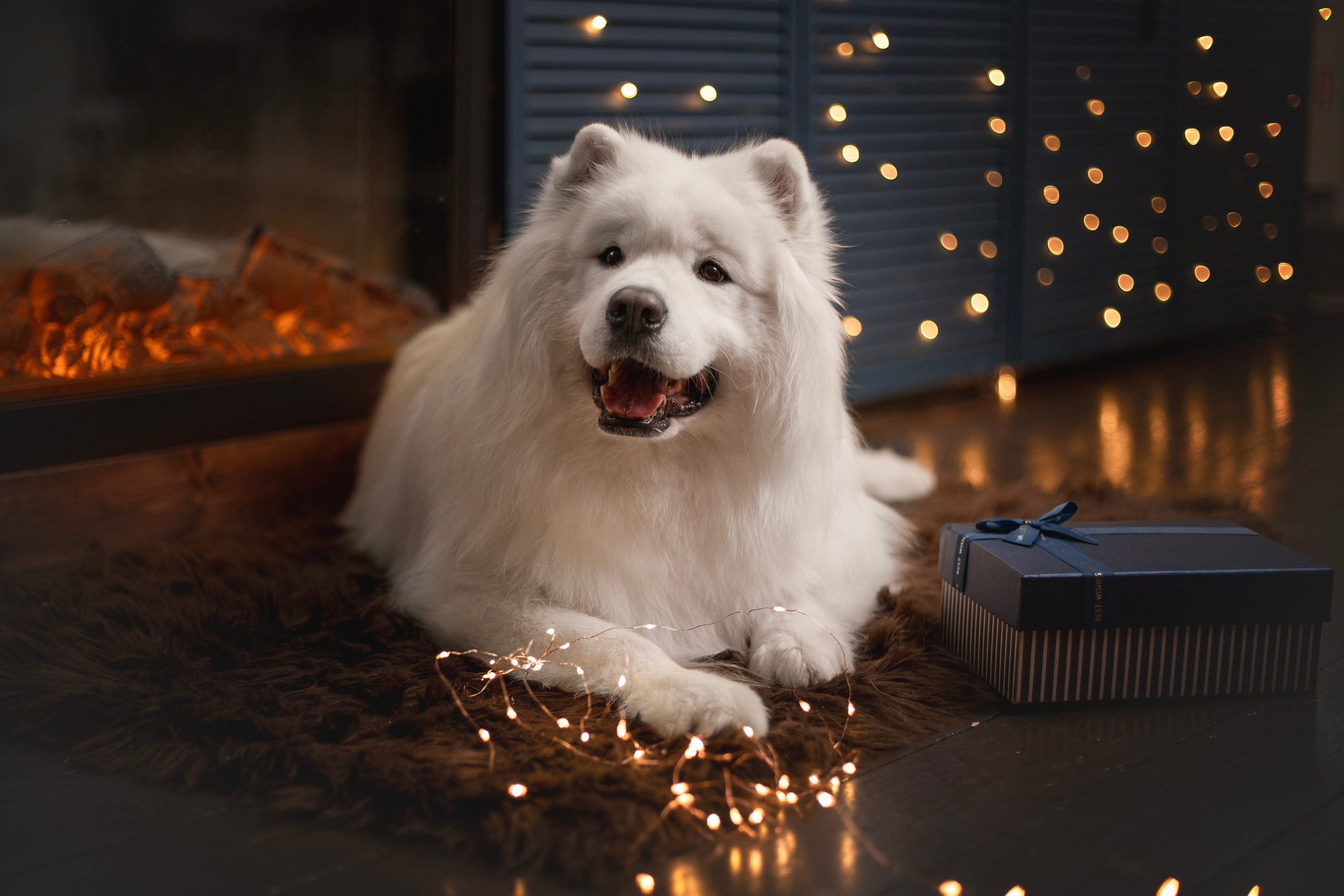 Пушистые самоедские драконы в студии. Фотограф анималист в Москве Майорова Евгения