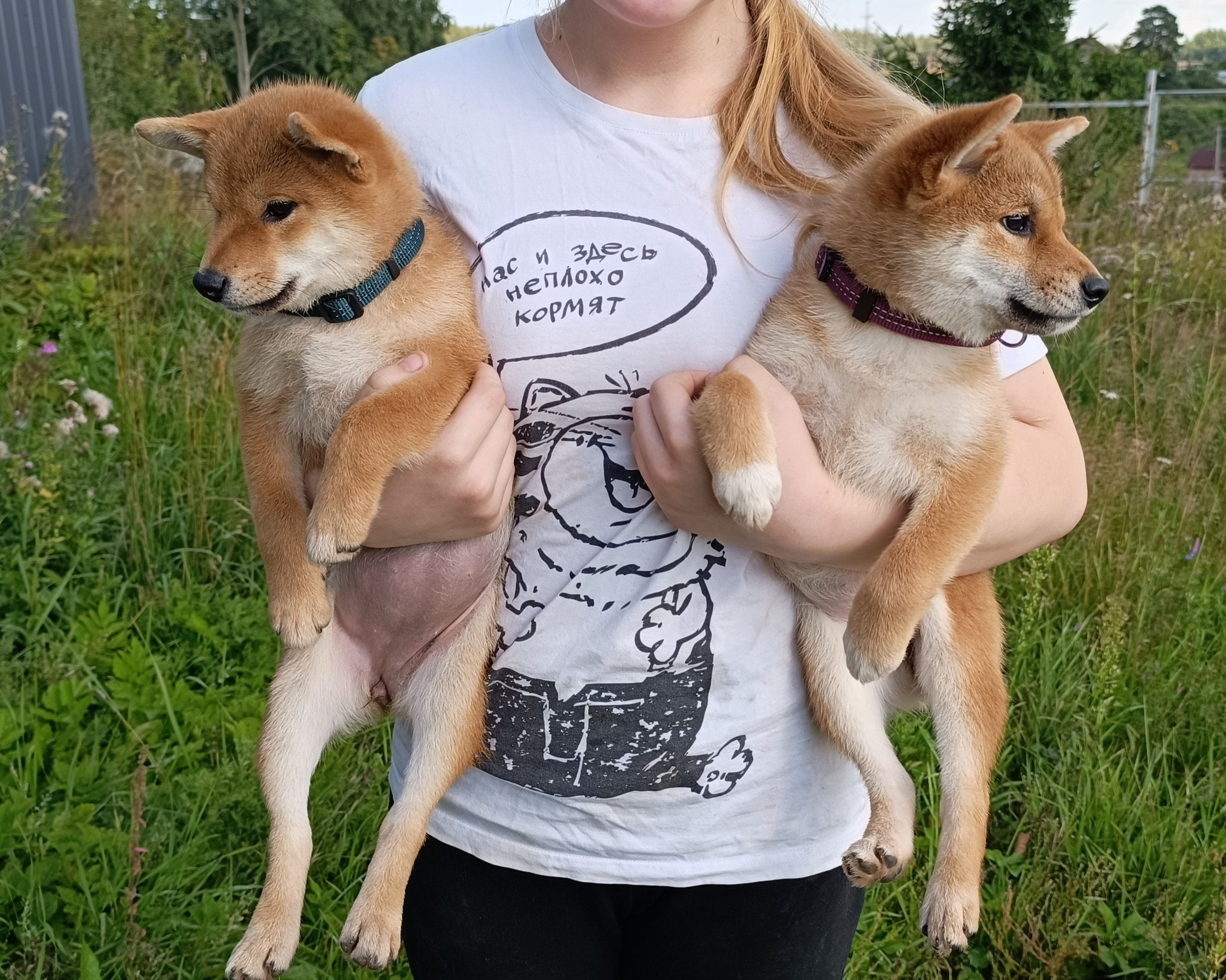 сиба питомник Рубилайт щенки на продажу rubylight  сиба щенки купить СПб Санкт-Петербург 