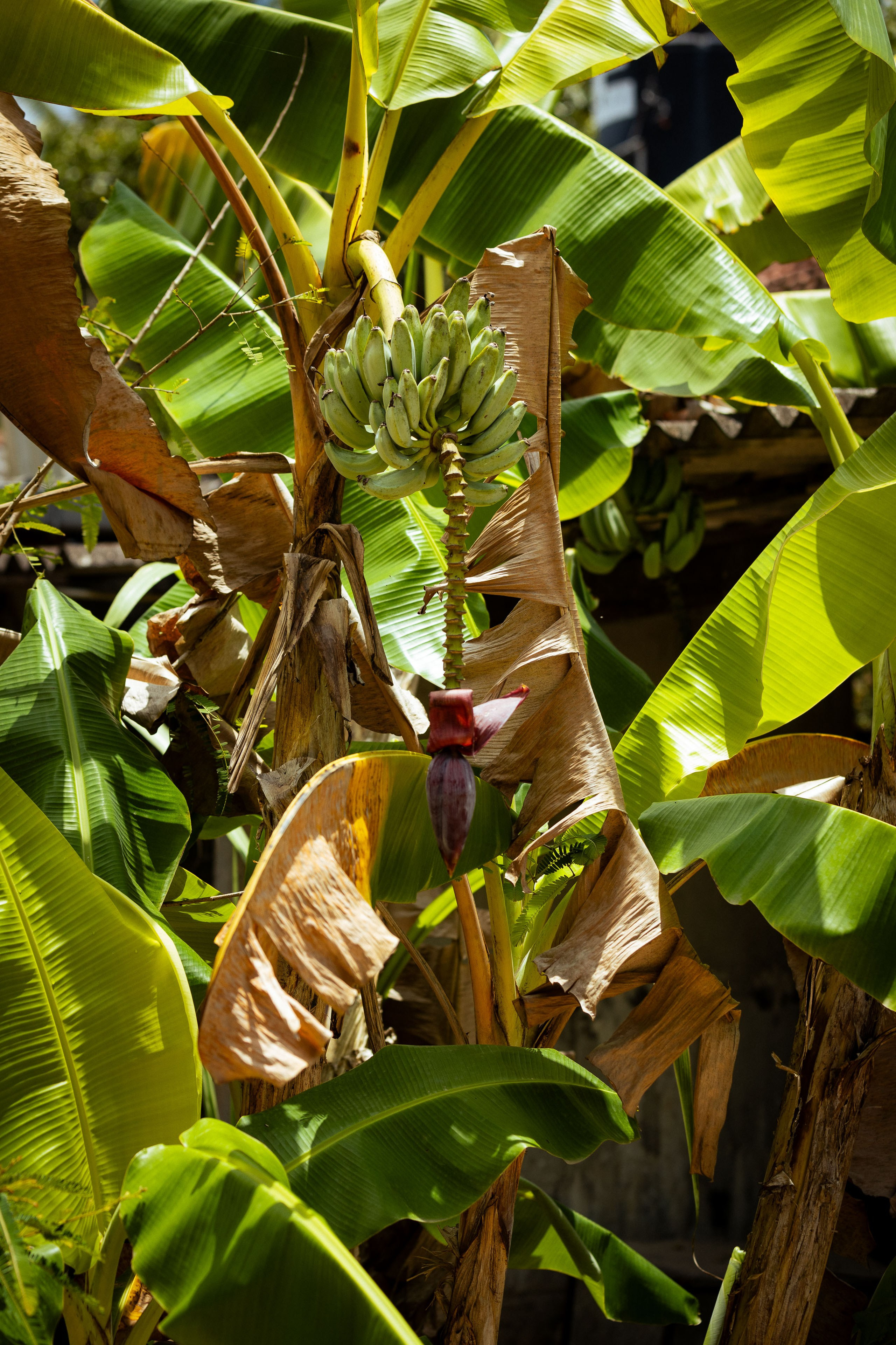 Шри-Ланка (весна 2024). Фотограф Виноградов Константин