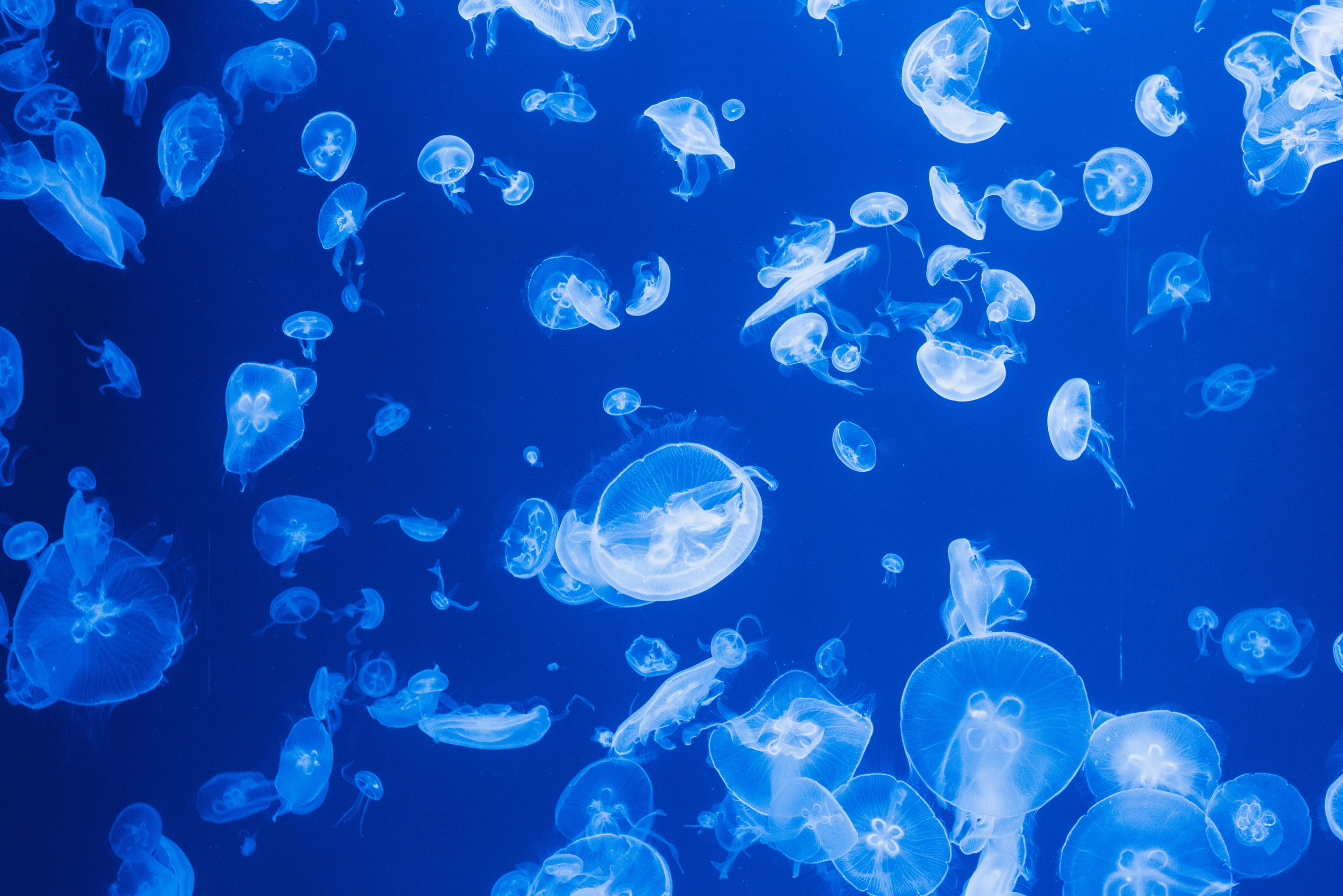 Пейзаж. Портретный фотограф Виктор Льерена