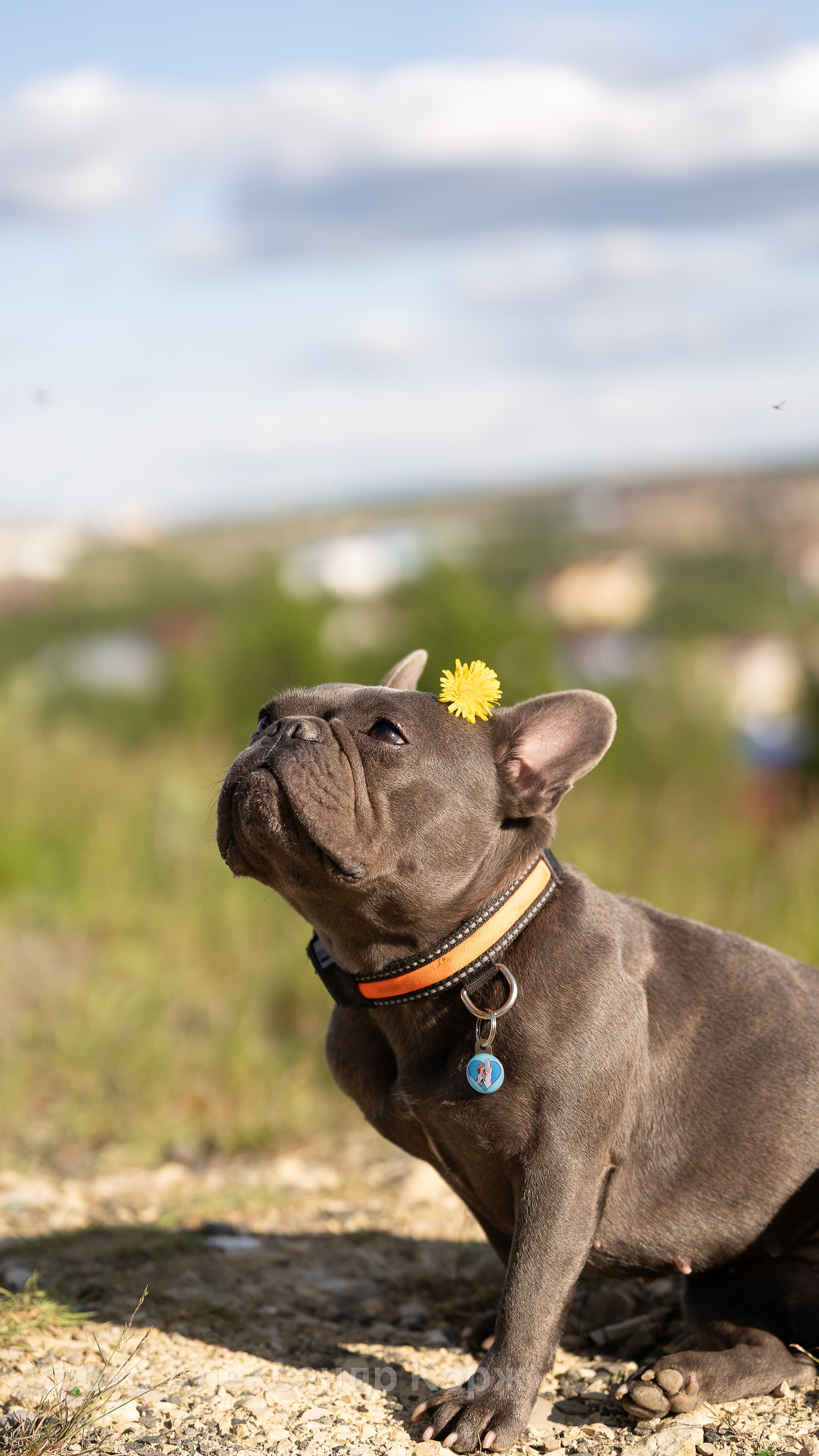 Животные. Фотографии и видеосъемка, Айхал, Удачный, Якутия. Фотографии Айхал