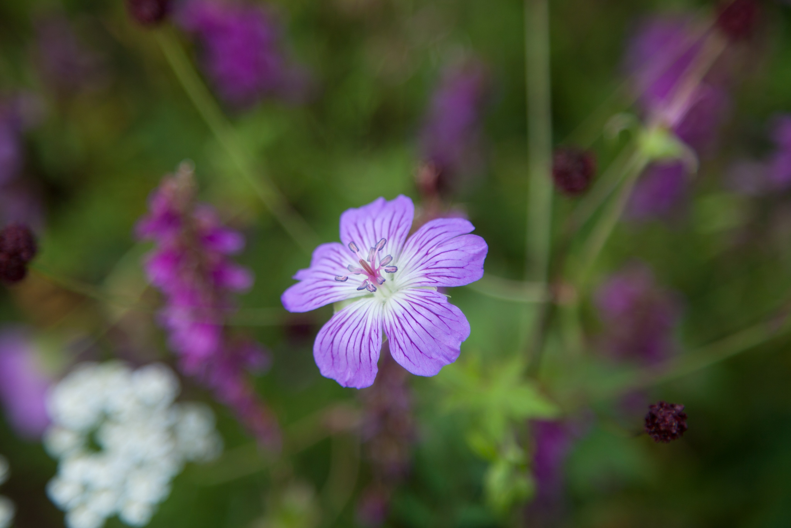 Фото Природы Забайкалья. Студия Максима Белослюдцева