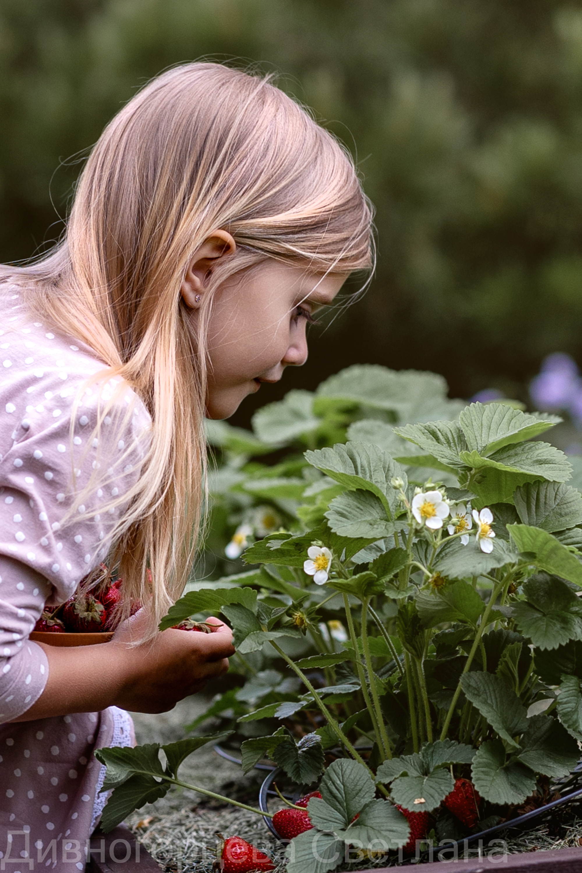 Ягодное Настроение. Семейный и детский фотограф в Красноярске, Дивногорцева Светлана