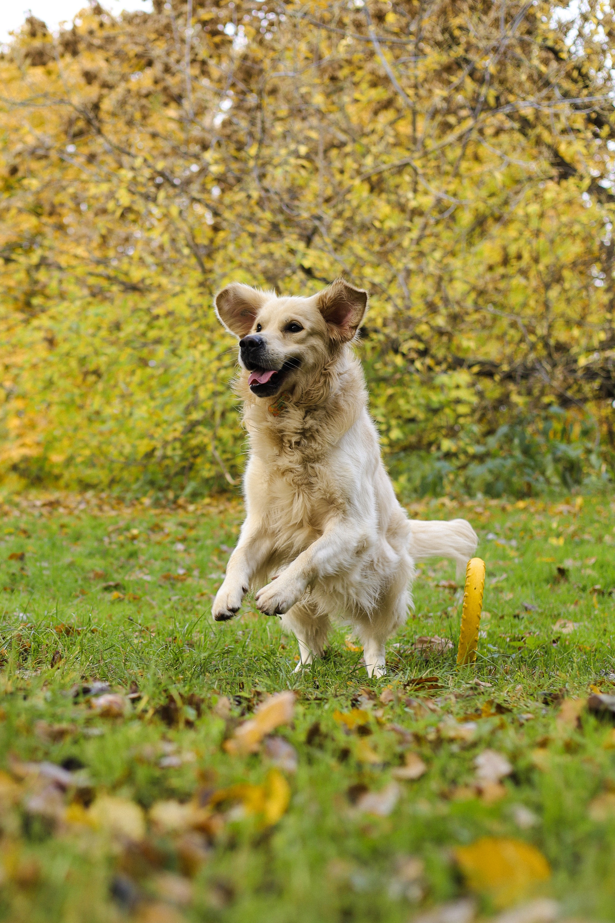 Фрэнк, Даша и Максим. Фотограф-анималист Ксения Шевцова|Москва