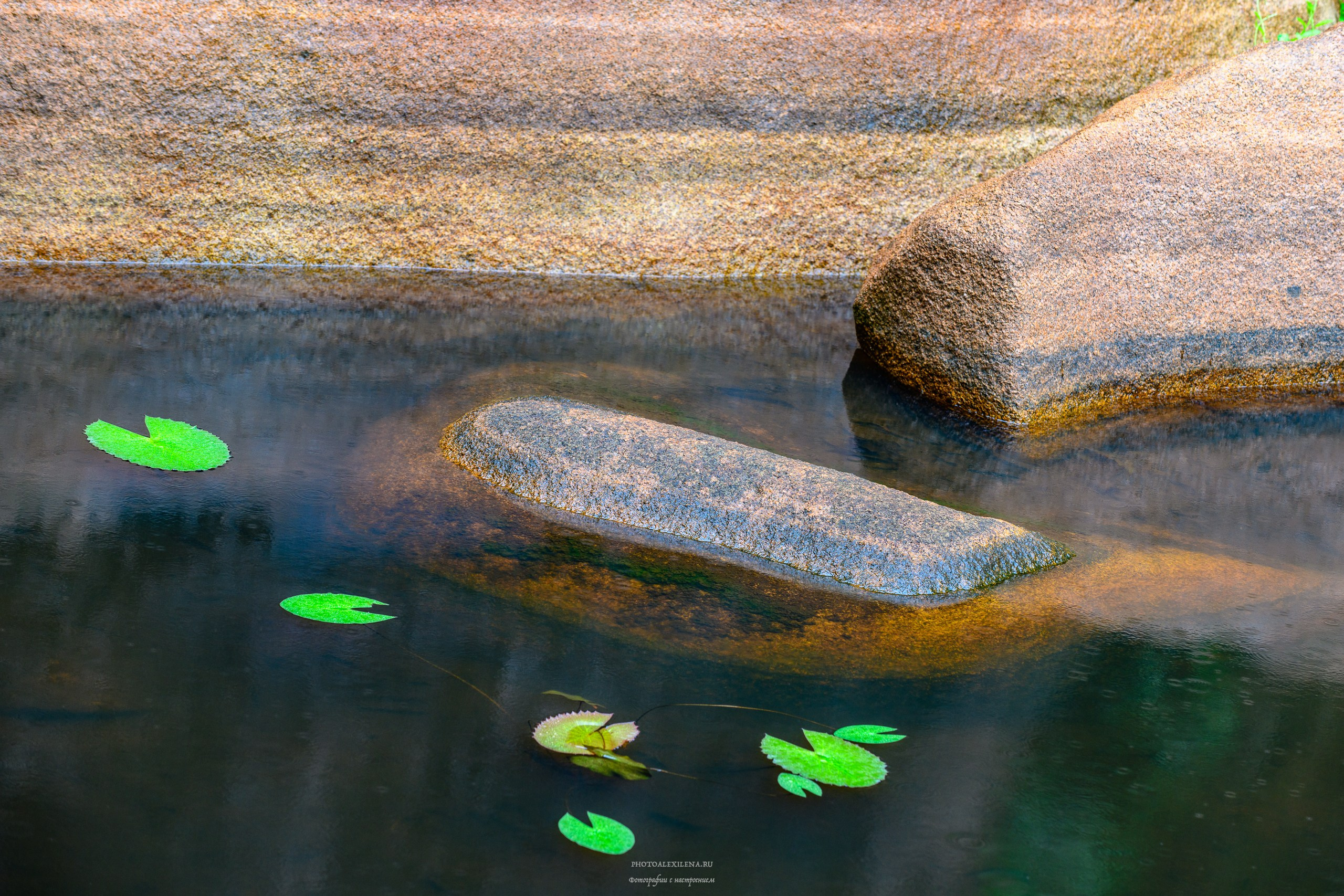 Все оттенки зелёного. Авторские стильные фотокартины