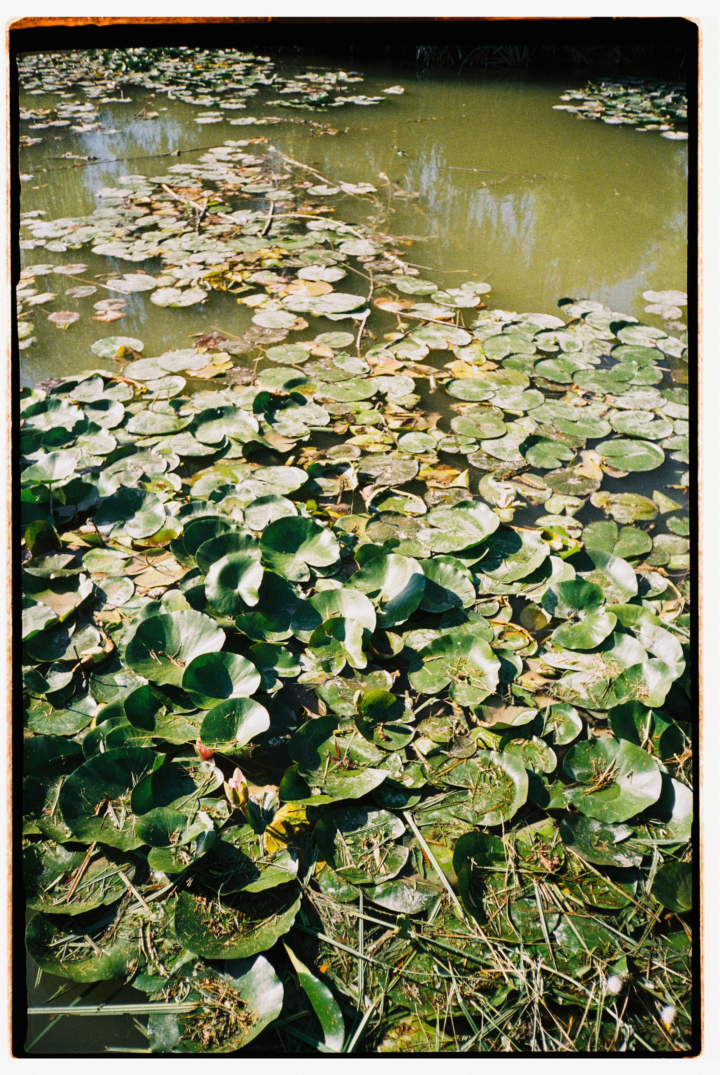 Свадебный и репортажный фотограф Новороссийск, Краснодар, Сочи Олеся Дзюба