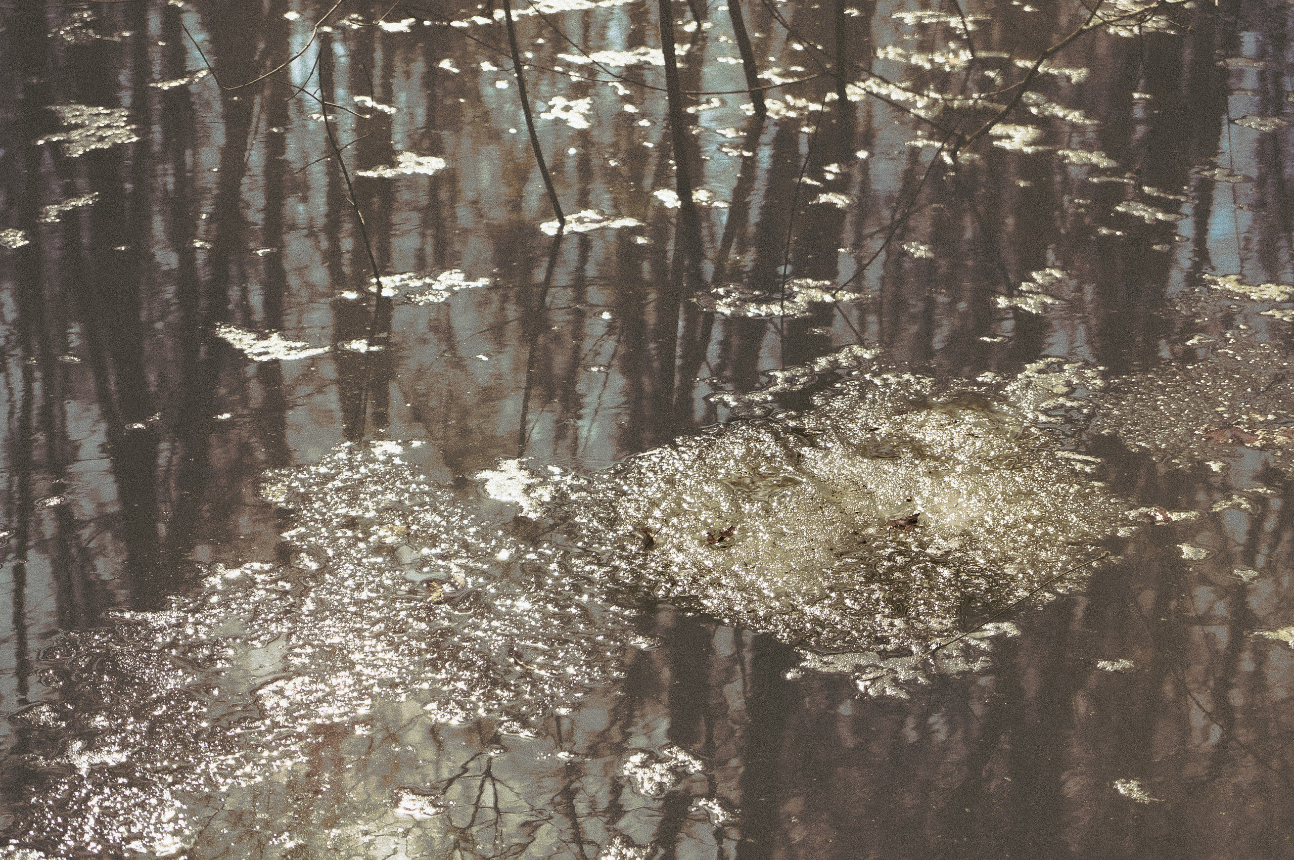 Живая пророда. Глубина и Свет/ Depth & Light. Авторская фотография с характером в Москве. Ana Sur
