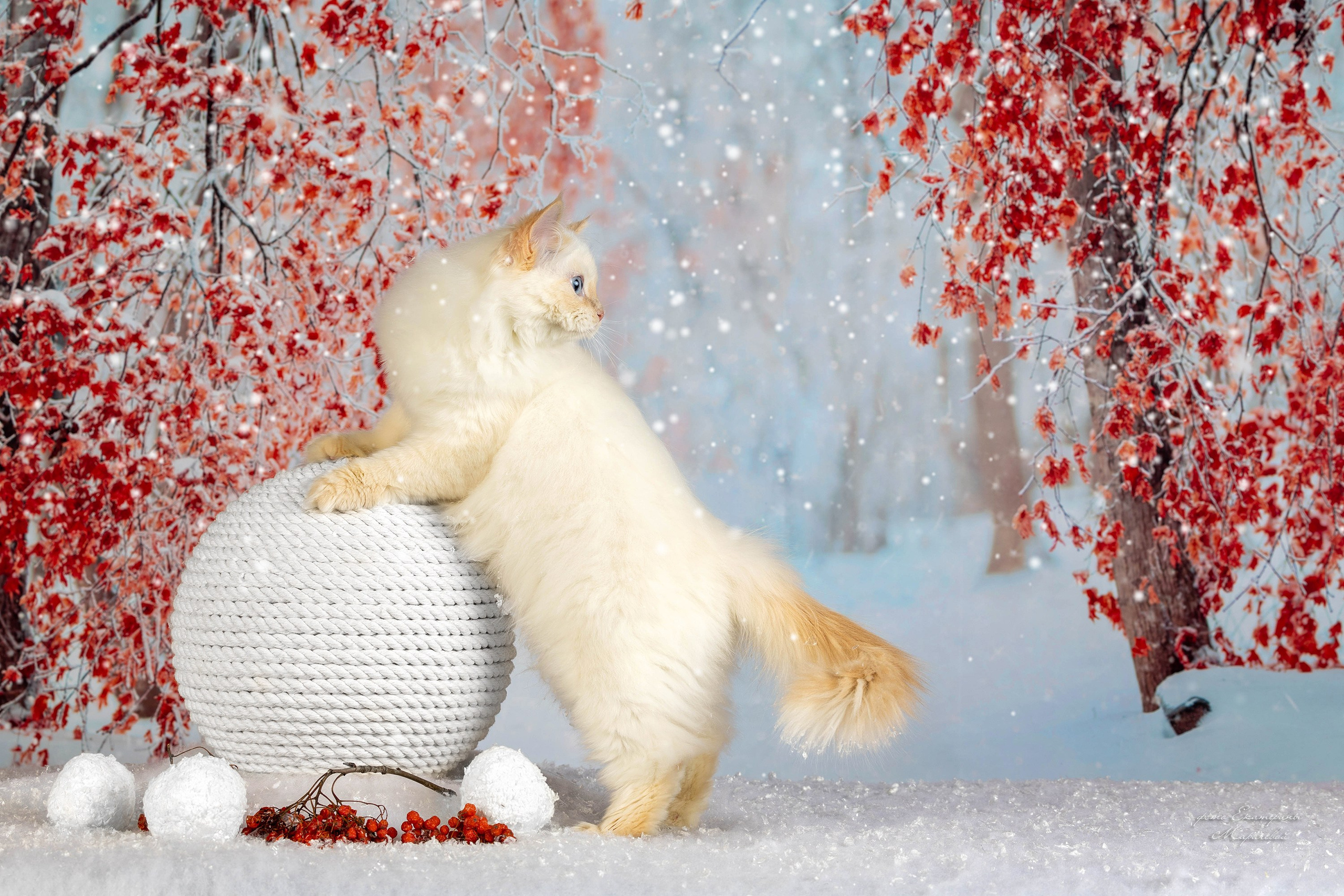 Тематические фоны с рисунком. Фотограф-анималист в Омске Екатерина Маричева