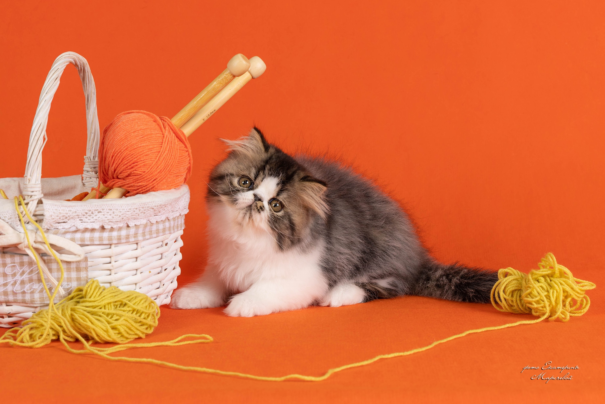 Галерея котят. Фотограф-анималист в Омске Екатерина Маричева