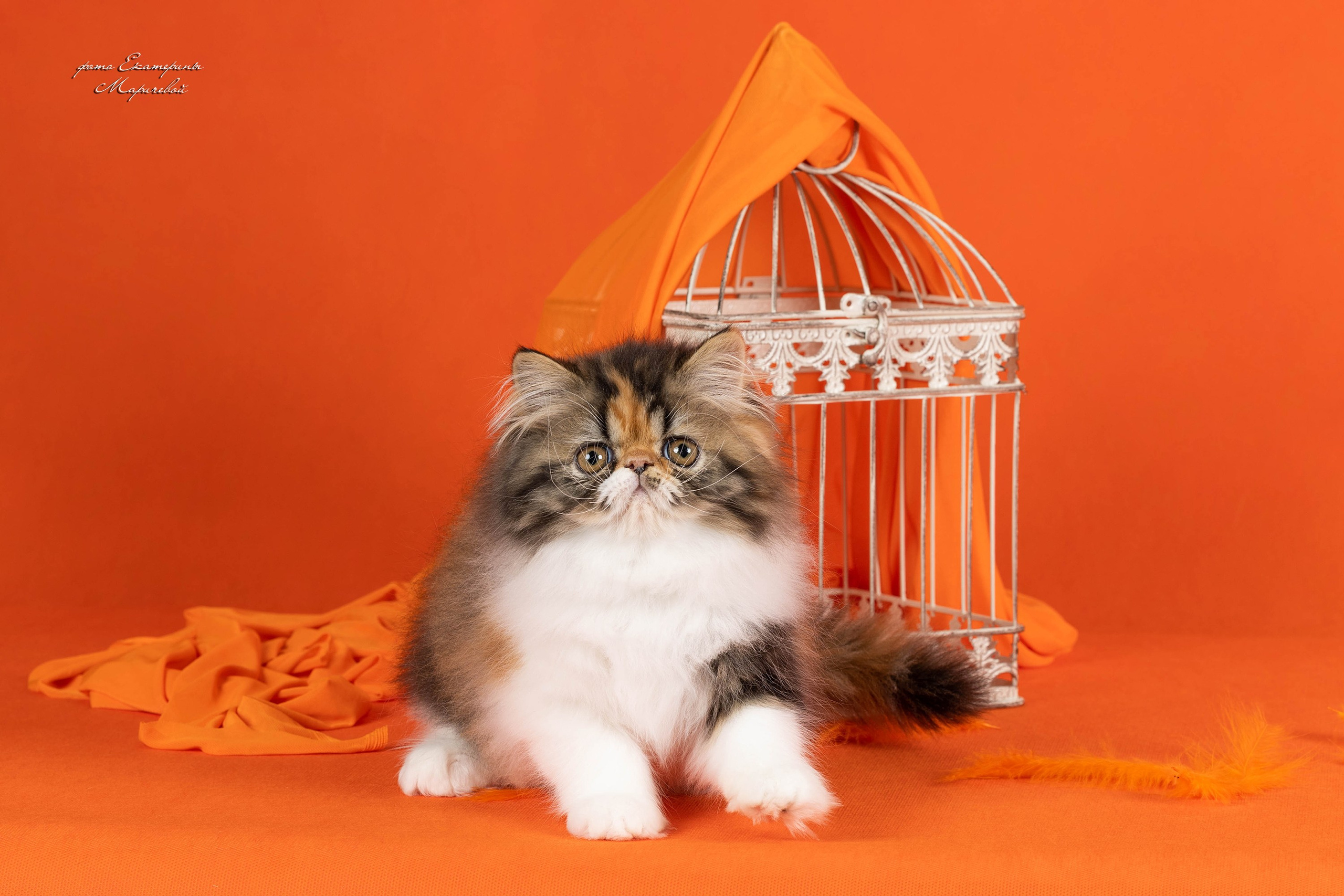 Галерея котят. Фотограф-анималист в Омске Екатерина Маричева