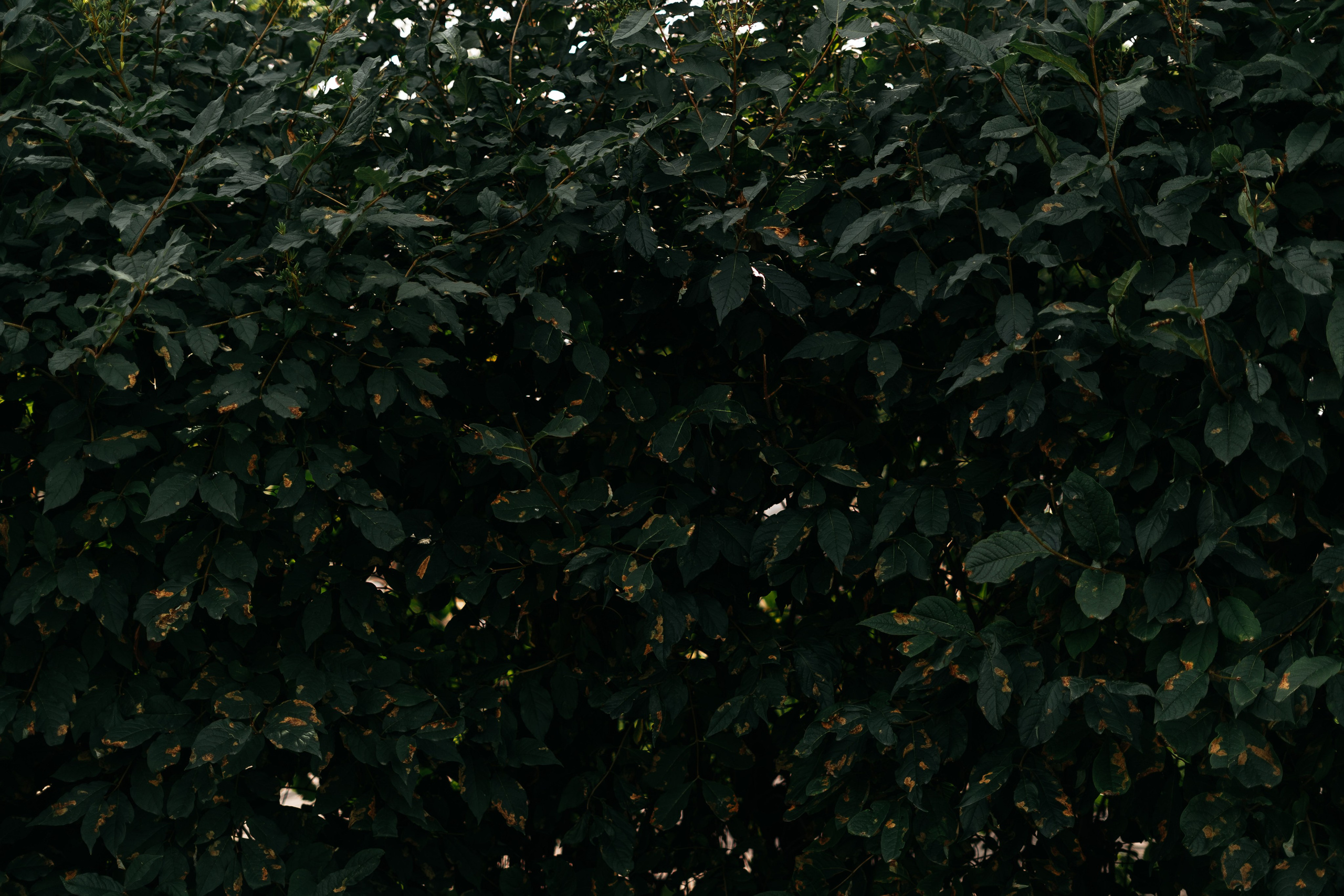 Вадим Анастасия. Григорий и Ольга Насинник — свадебный фотограф Архангельск