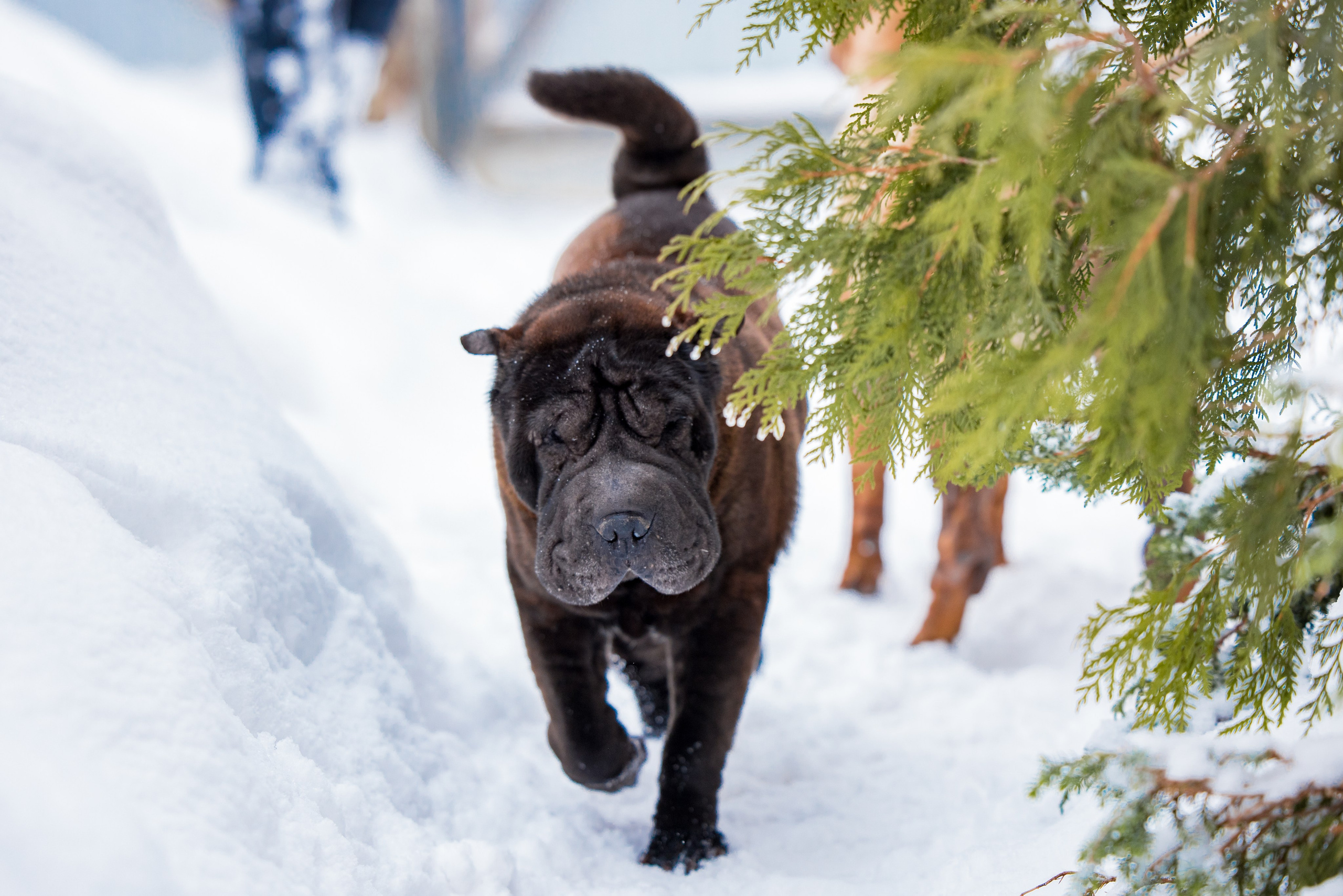 В гостях у шарпеев 16.01.2024. Фотограф-анималист Юлия Германика