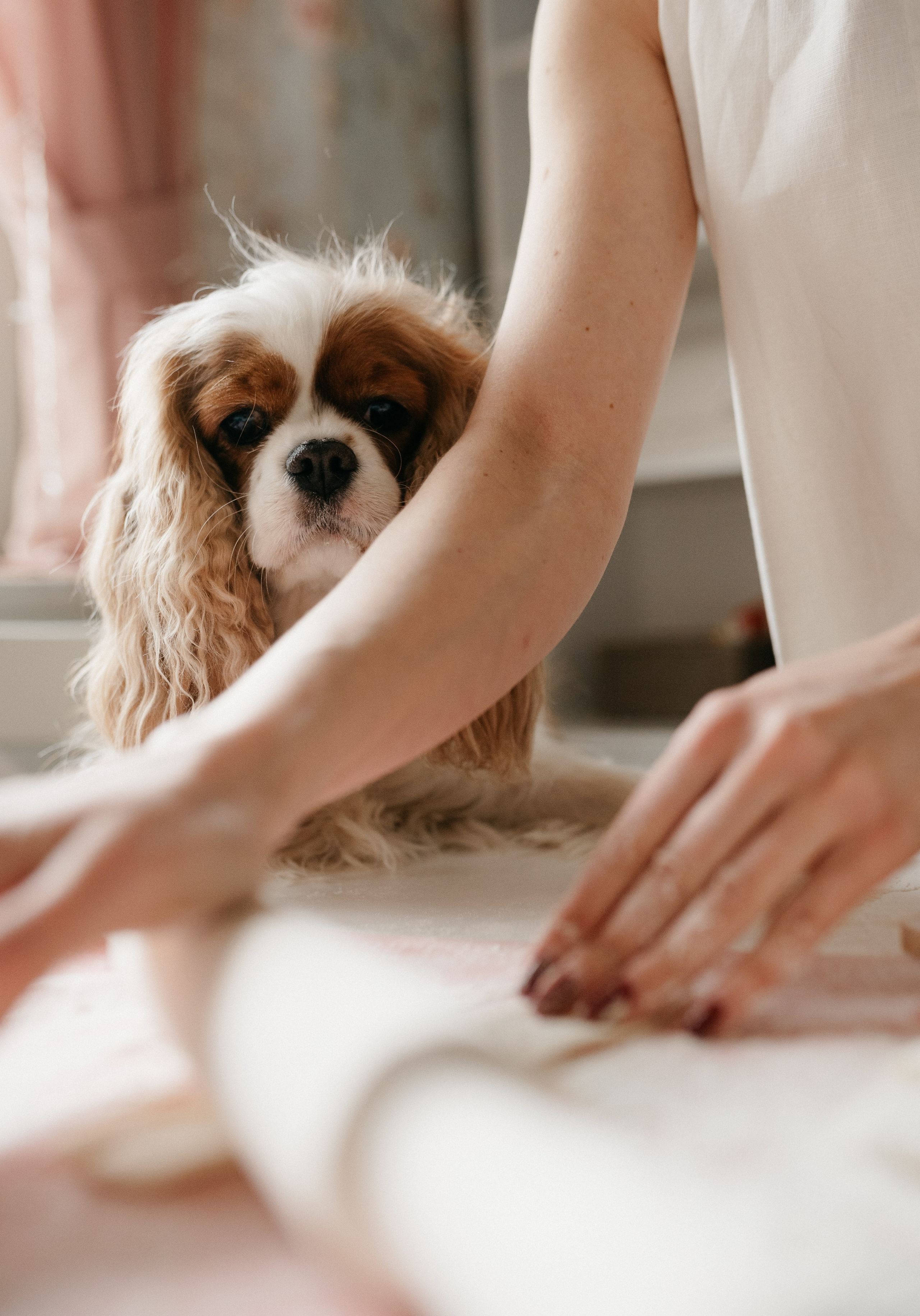 Даша, Диана, Дебби и маленькая крыска. Фотограф анималист в Москве Ольга Агушева