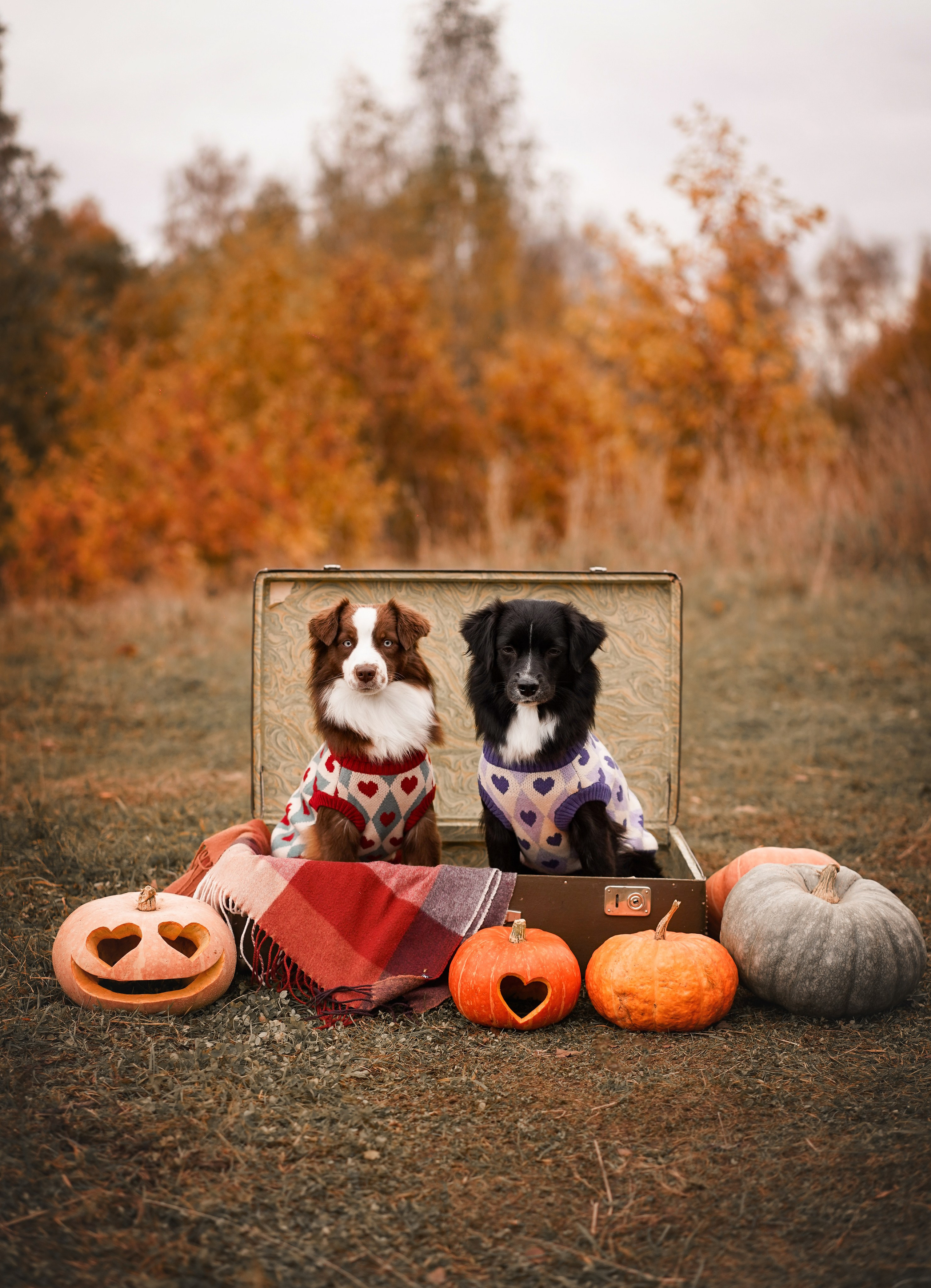 Фотодень Хэллоуин 2025. Фотограф-анималист в Санкт-Петербурге Яна Мартынова