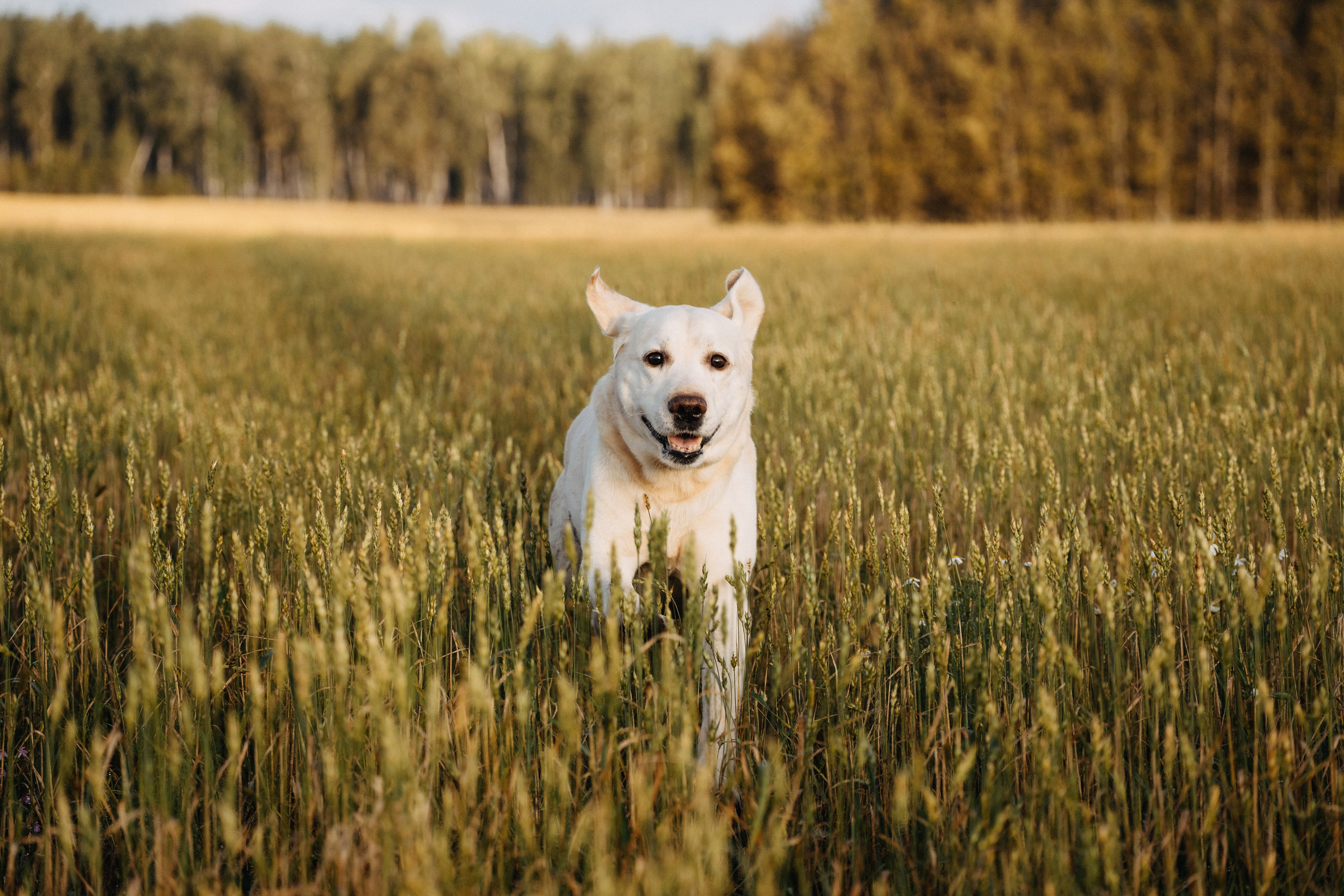 Дана и Арчи. Фотограф-анималист Анастасия Большакова