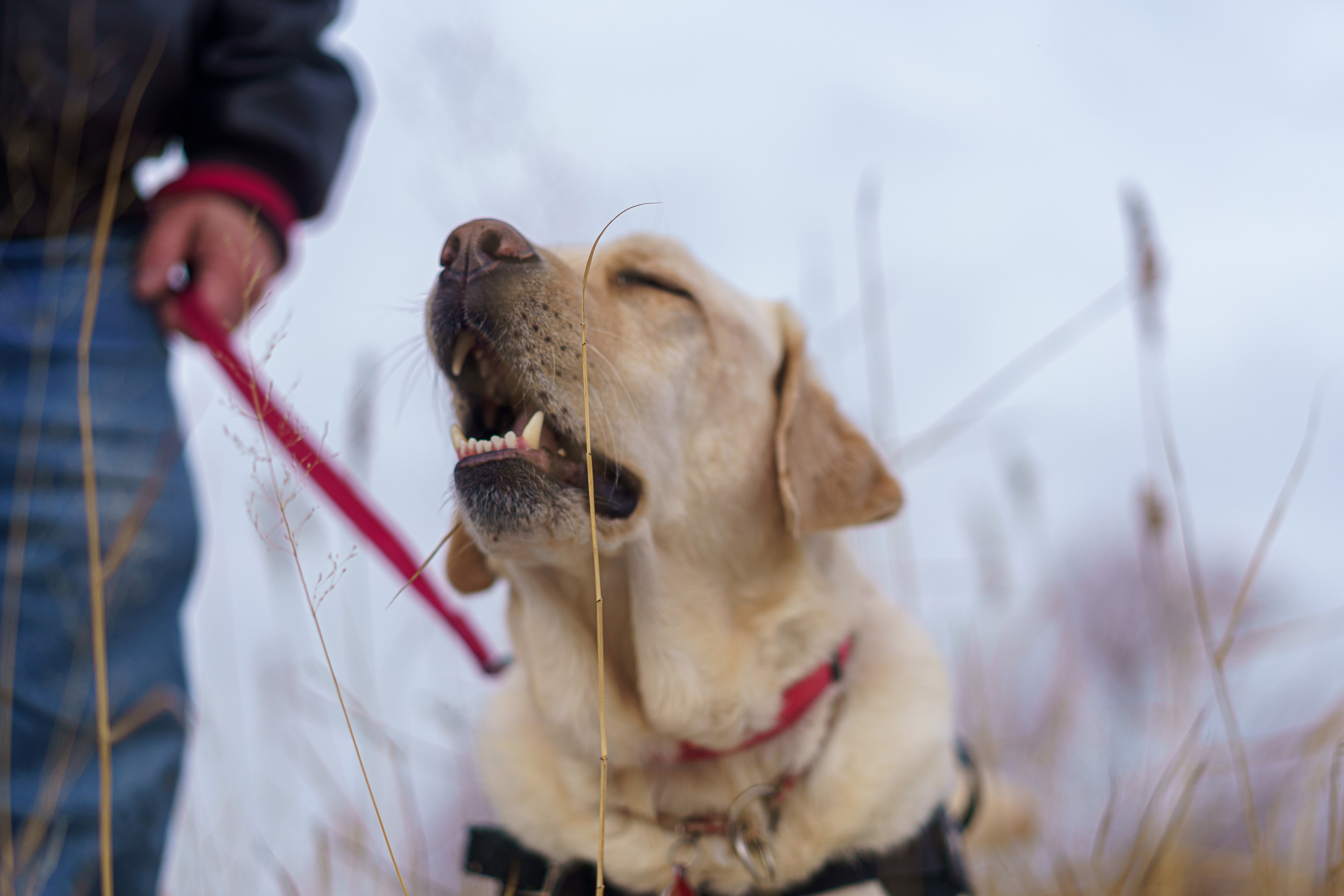 Юрий и собака-поводырь Ямал. Фотограф Челябинск · Ольга Серебрякова