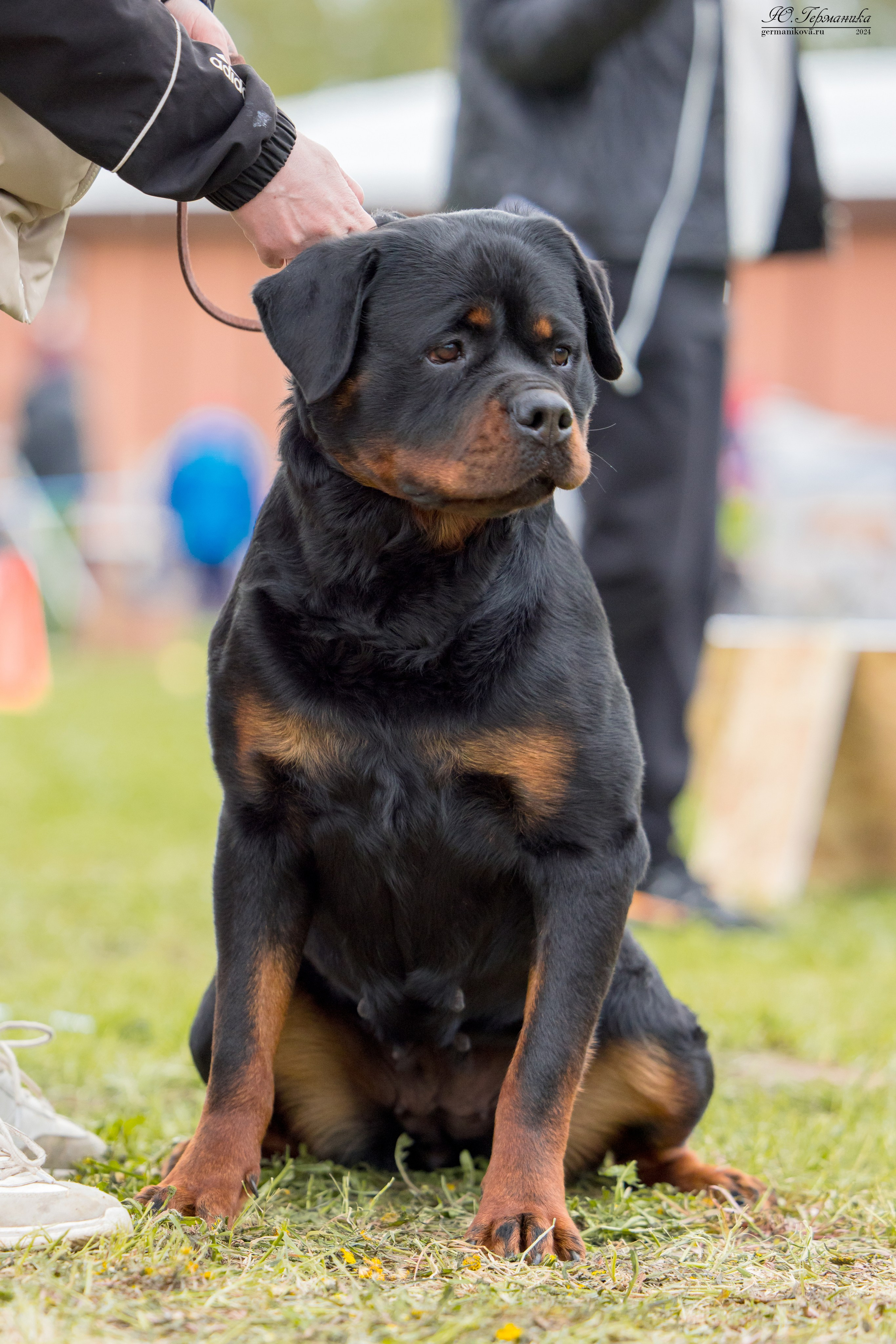 Нижний Новгород 11-12.05.2024 моно ротвейлеров. Фотограф-анималист Юлия Германика