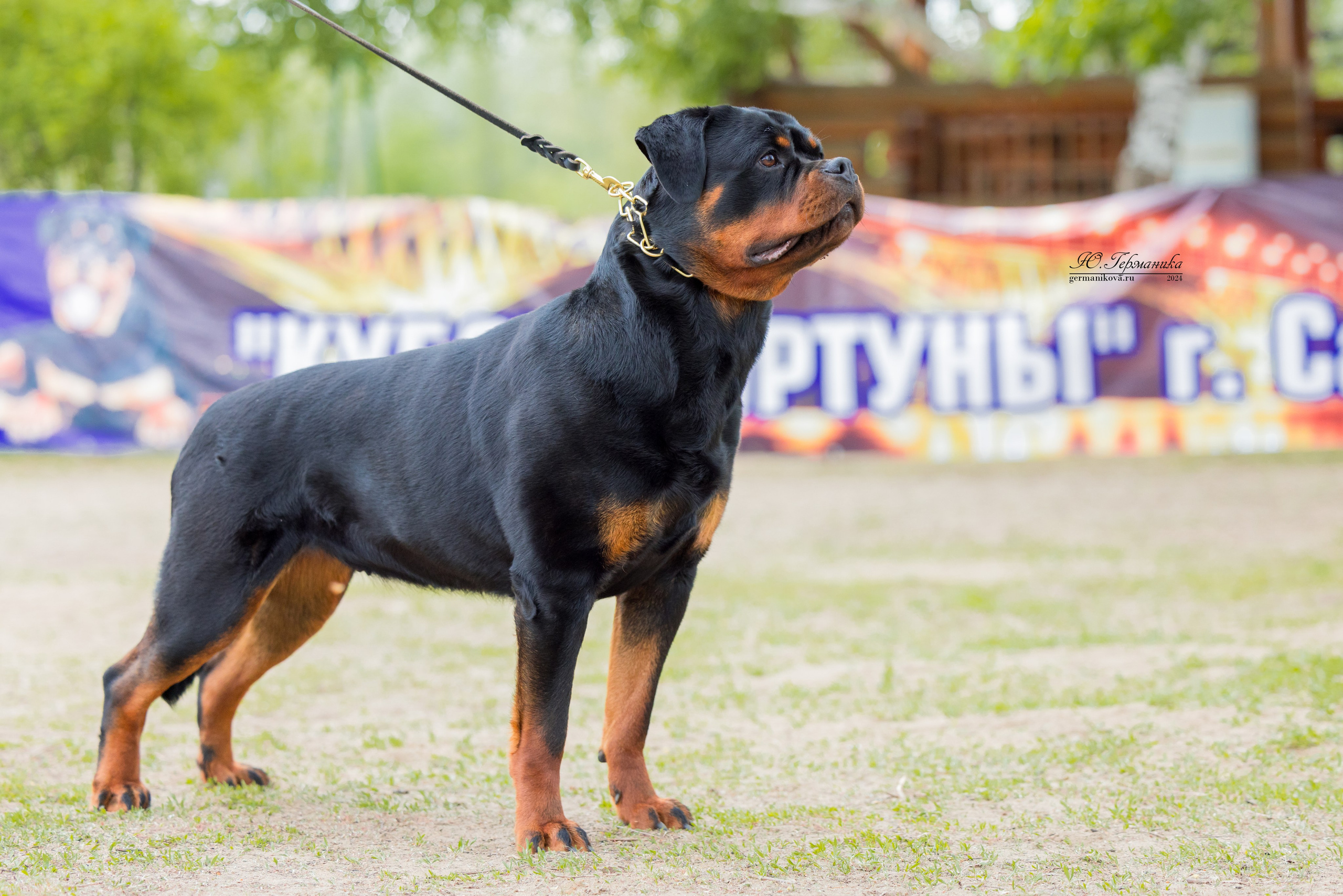 Саратов 2 х моно ротвейлеров 28-29.04.2024. Фотограф-анималист Юлия Германика
