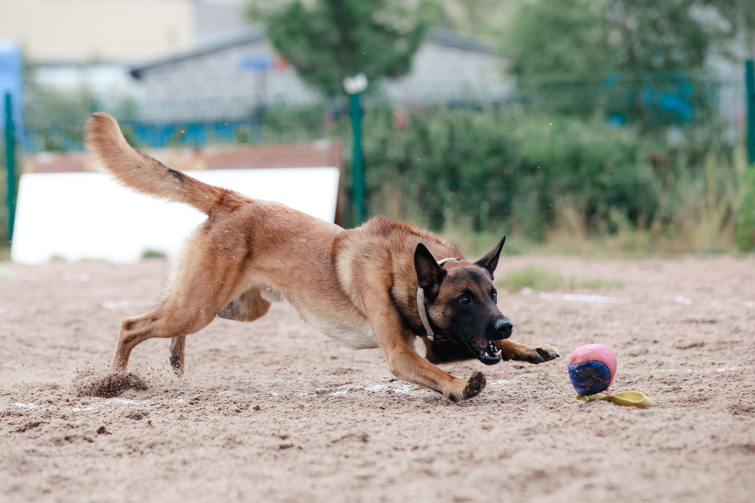 Питч&Гоу + веселые старты. Фотограф-анималист Mary Mart — Москва, Питер