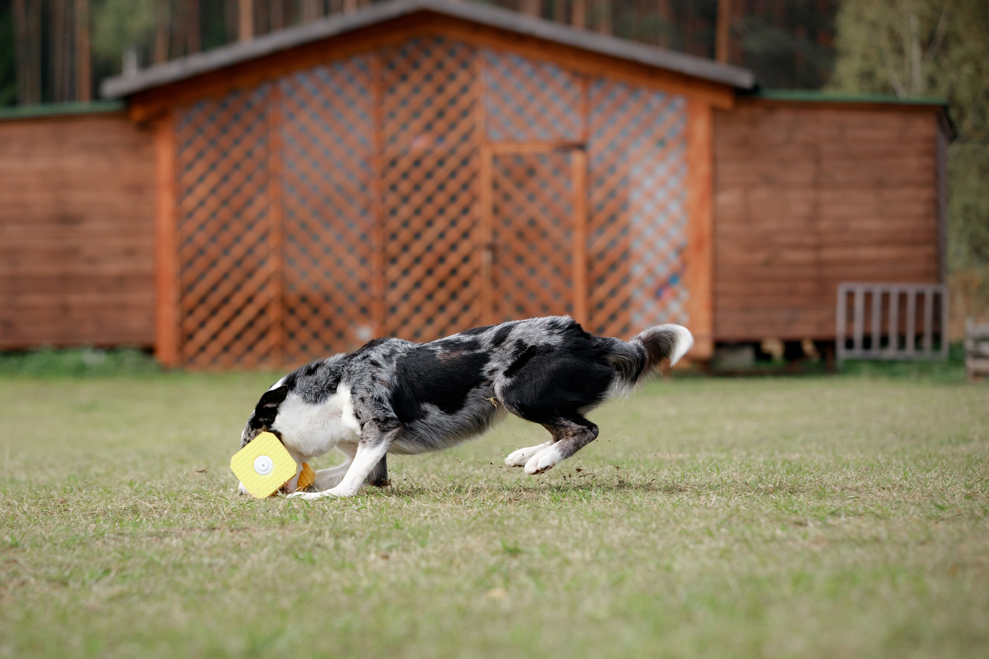 Лагерь по ОБД с Инной Баженовой. Фотограф-анималист Mary Mart — Москва, Питер