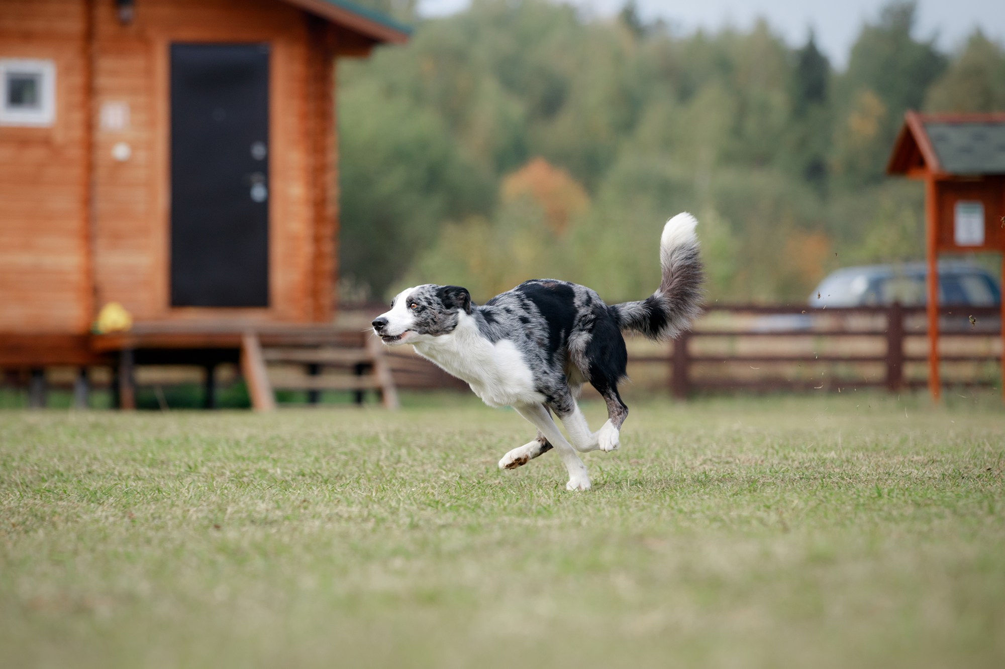 Лагерь по ОБД с Инной Баженовой. Фотограф-анималист Mary Mart — Москва, Питер