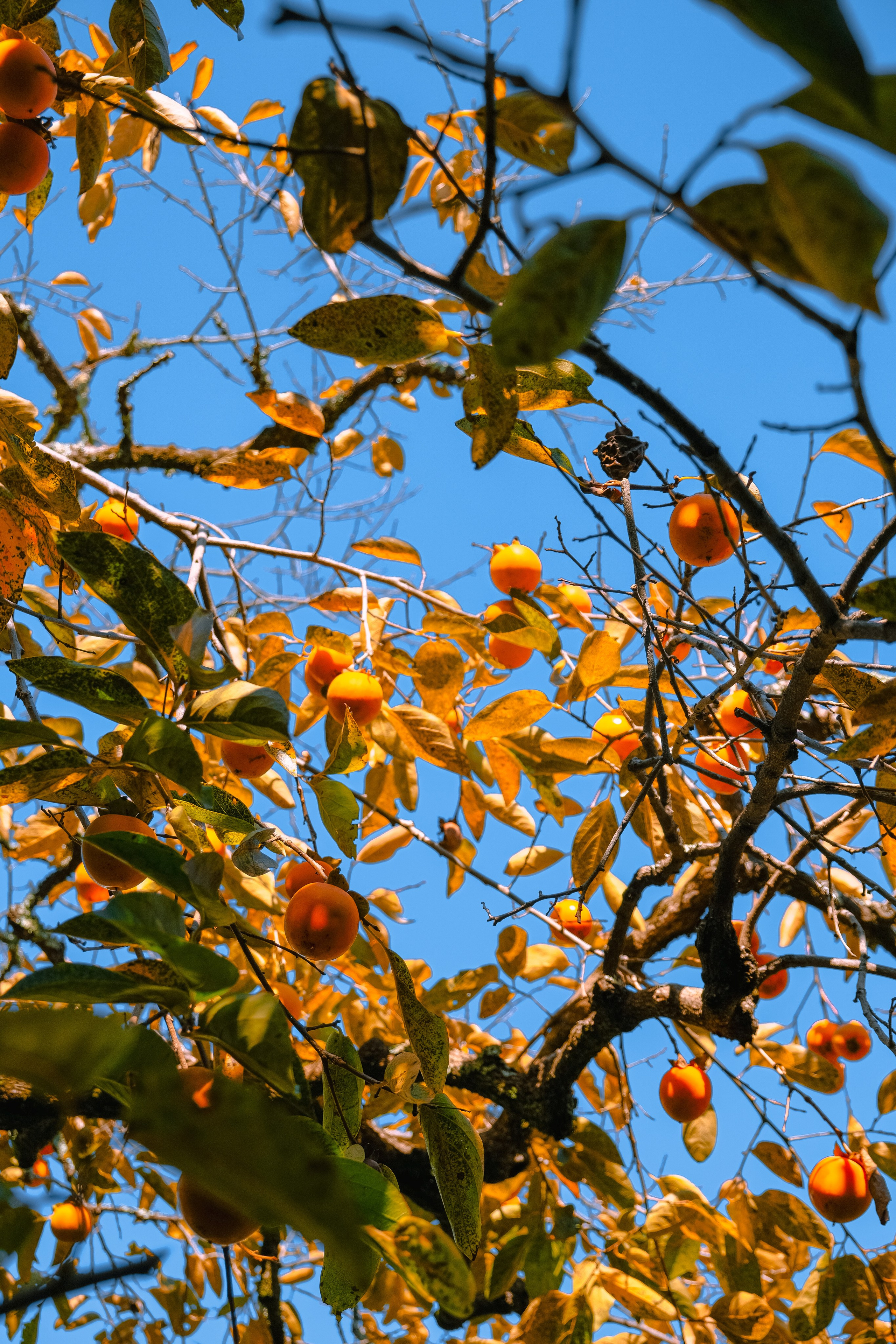 Авторские. -