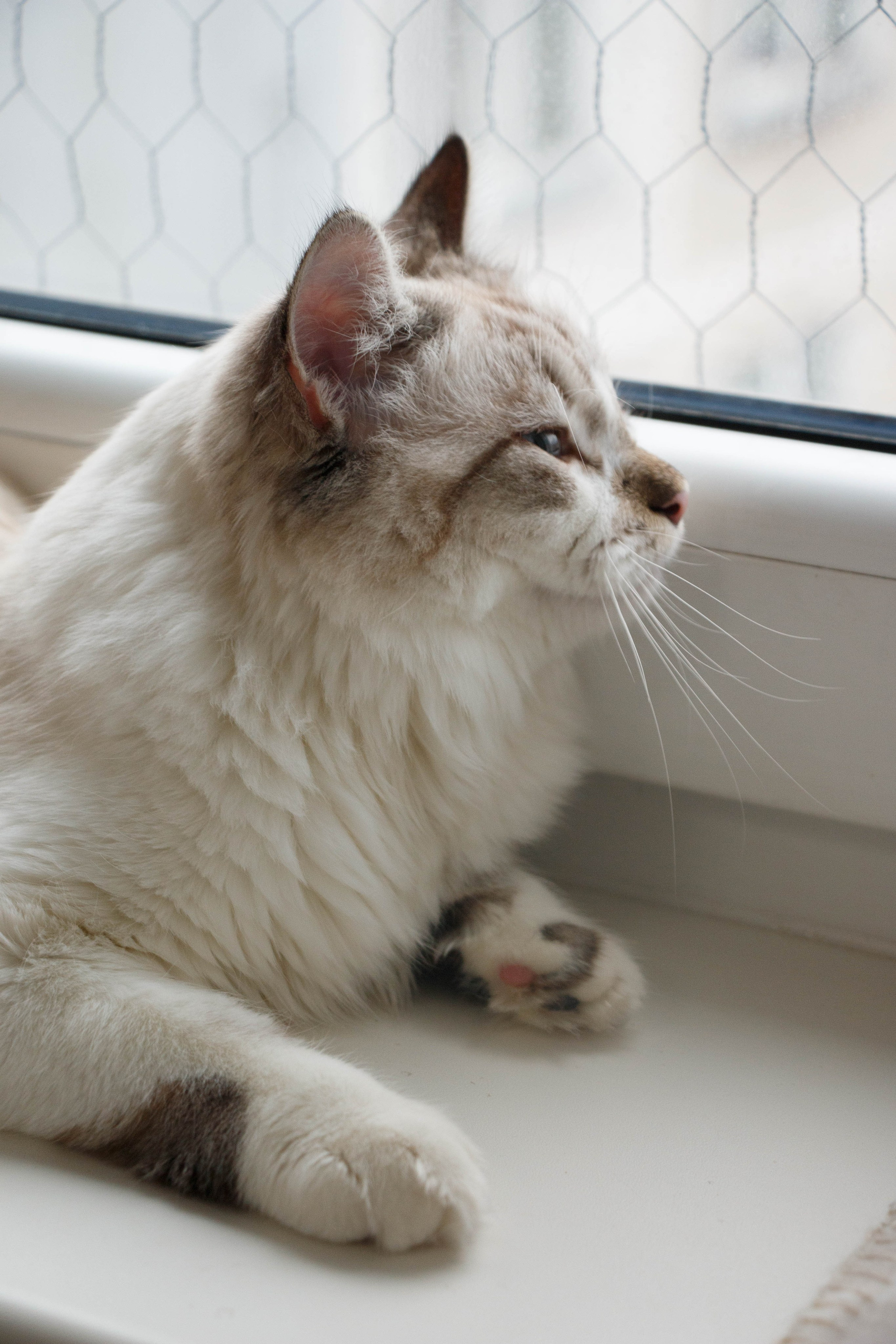 Kristina & Miya. Бережно сохраняю ваши чувства и истории на своих фотографиях