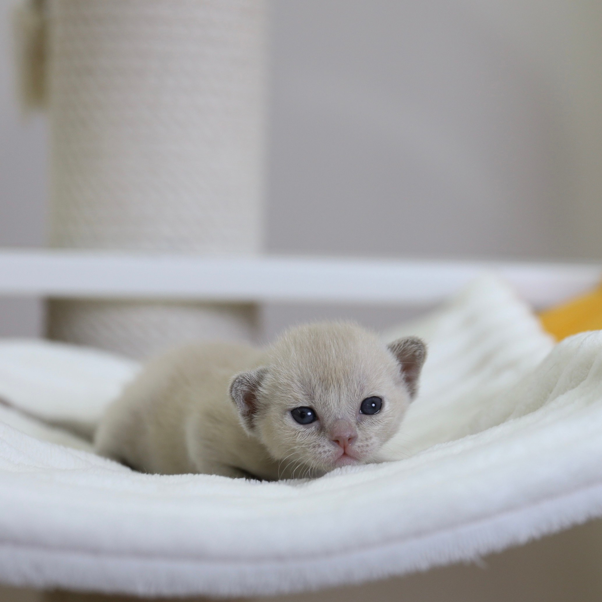 В. Cash. Cattery “Bouncy Life”