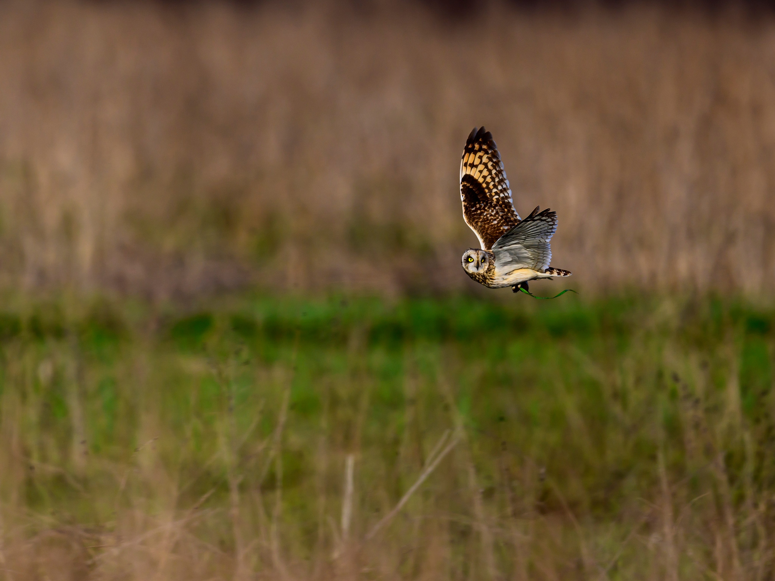 Совы и сороки. Wildlife photography by Sergey Puponin
