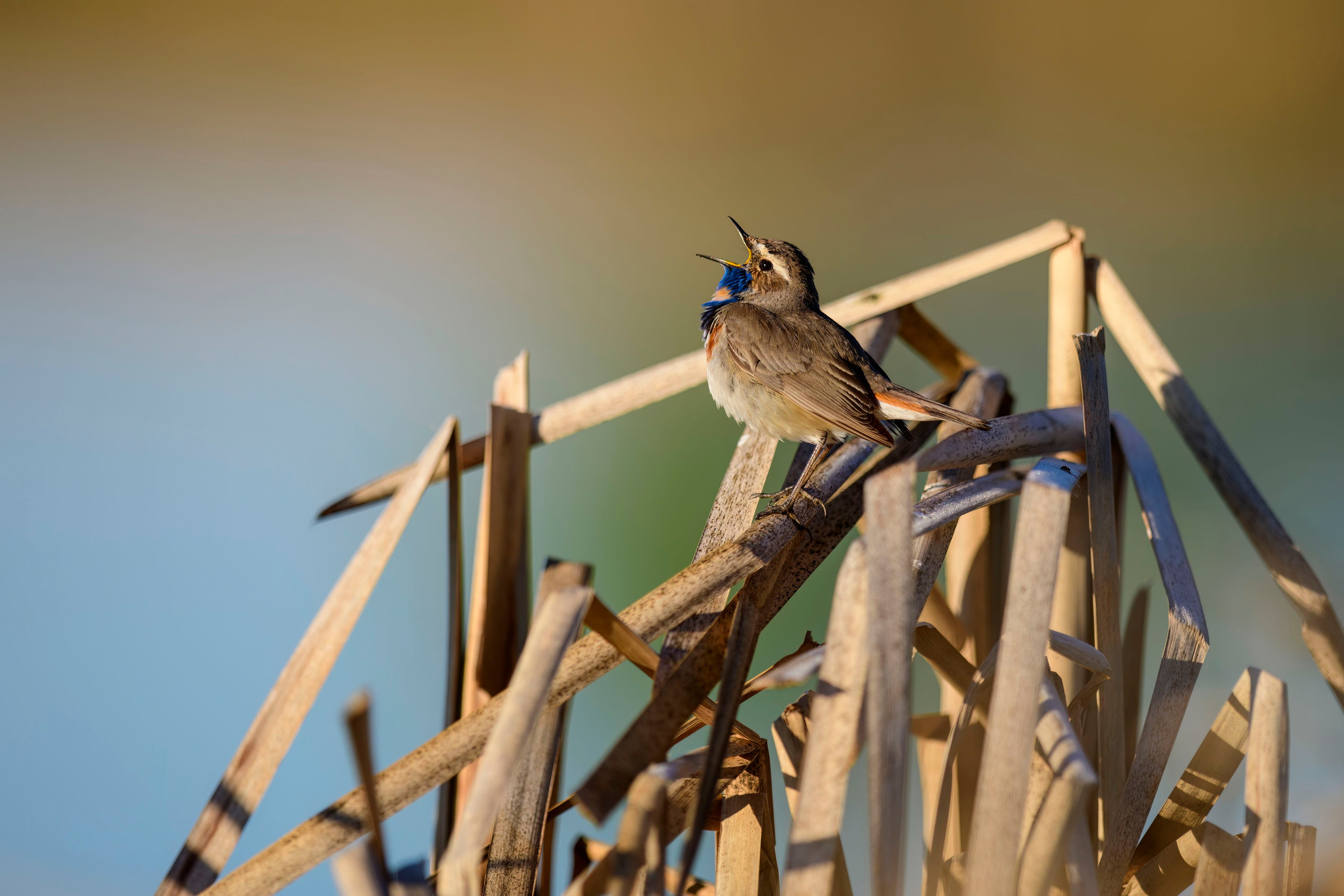 Варакушка. Фотограф Сергей Пупонин
