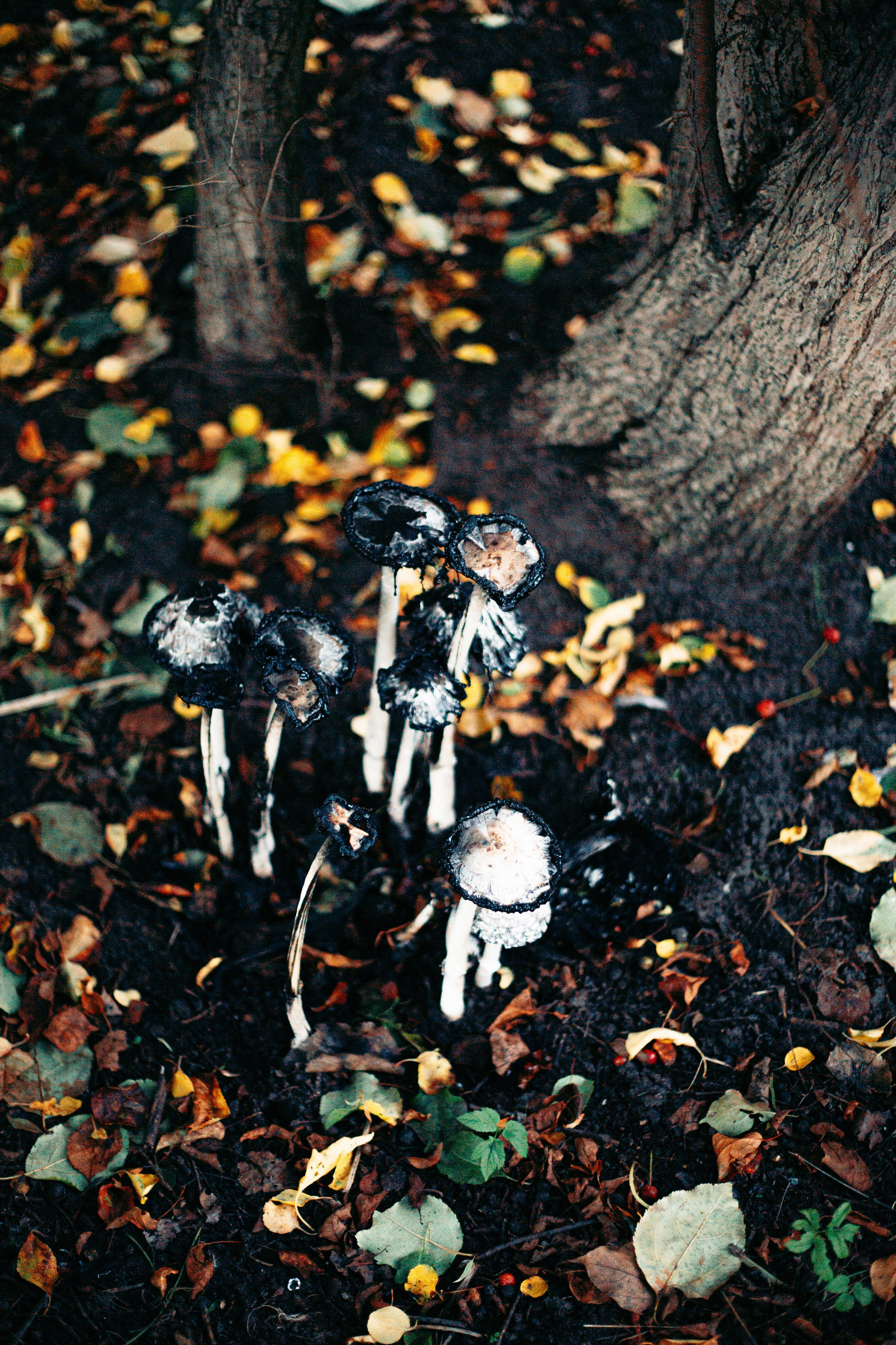 Лес. Колдунья. И волшебные грибы. Арт-фотограф Крис Л. в Тобольске: портрет, семейные, свадьбы