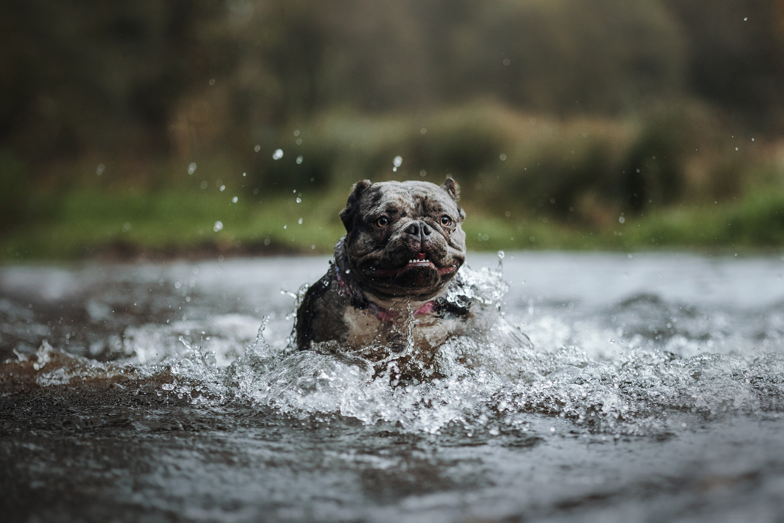 Девочки и их семья. Фотограф — Анималист | Санкт-Петербург