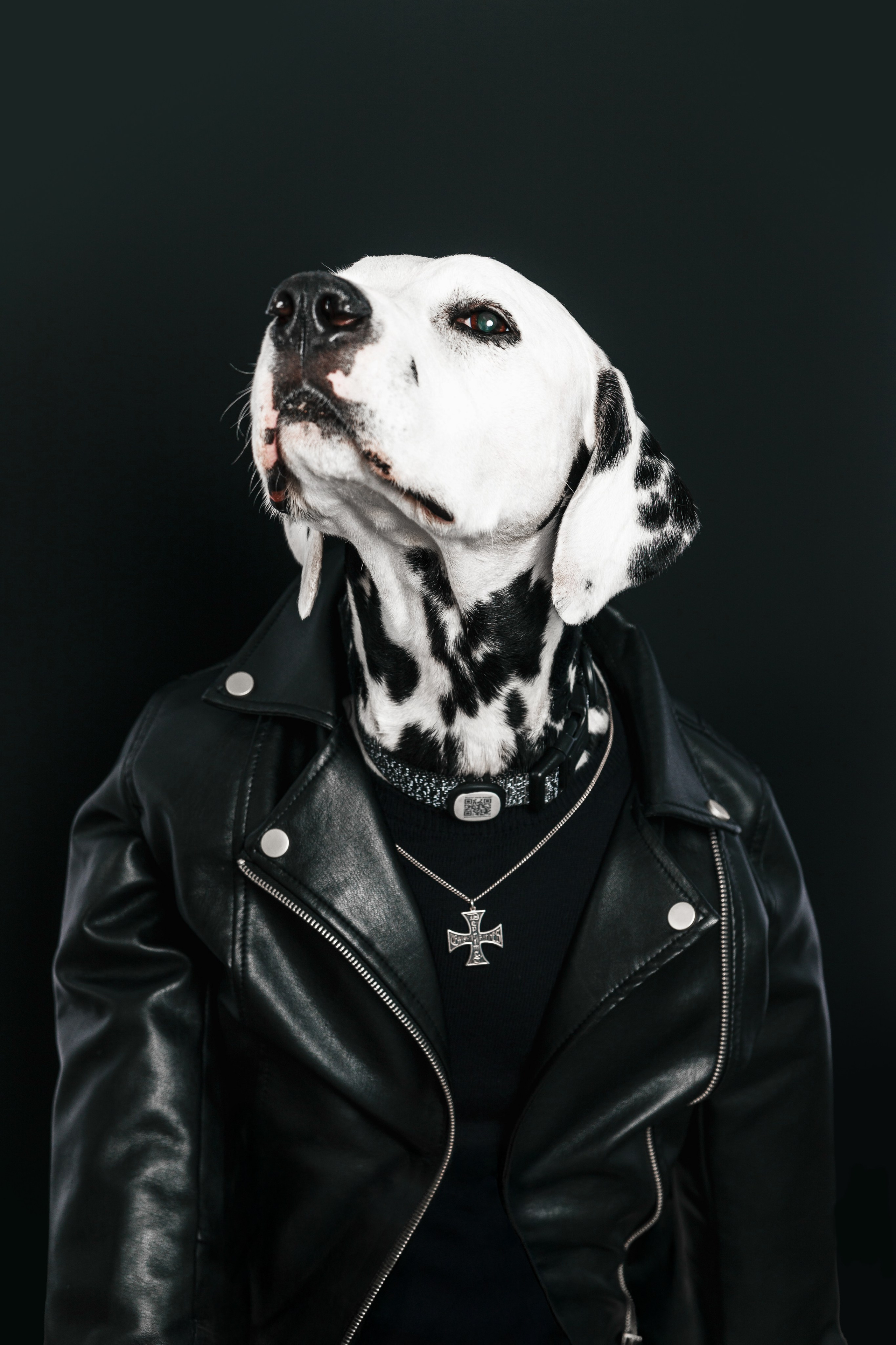 In good company для собак. Фотограф в Москве Татьяна Драгунова