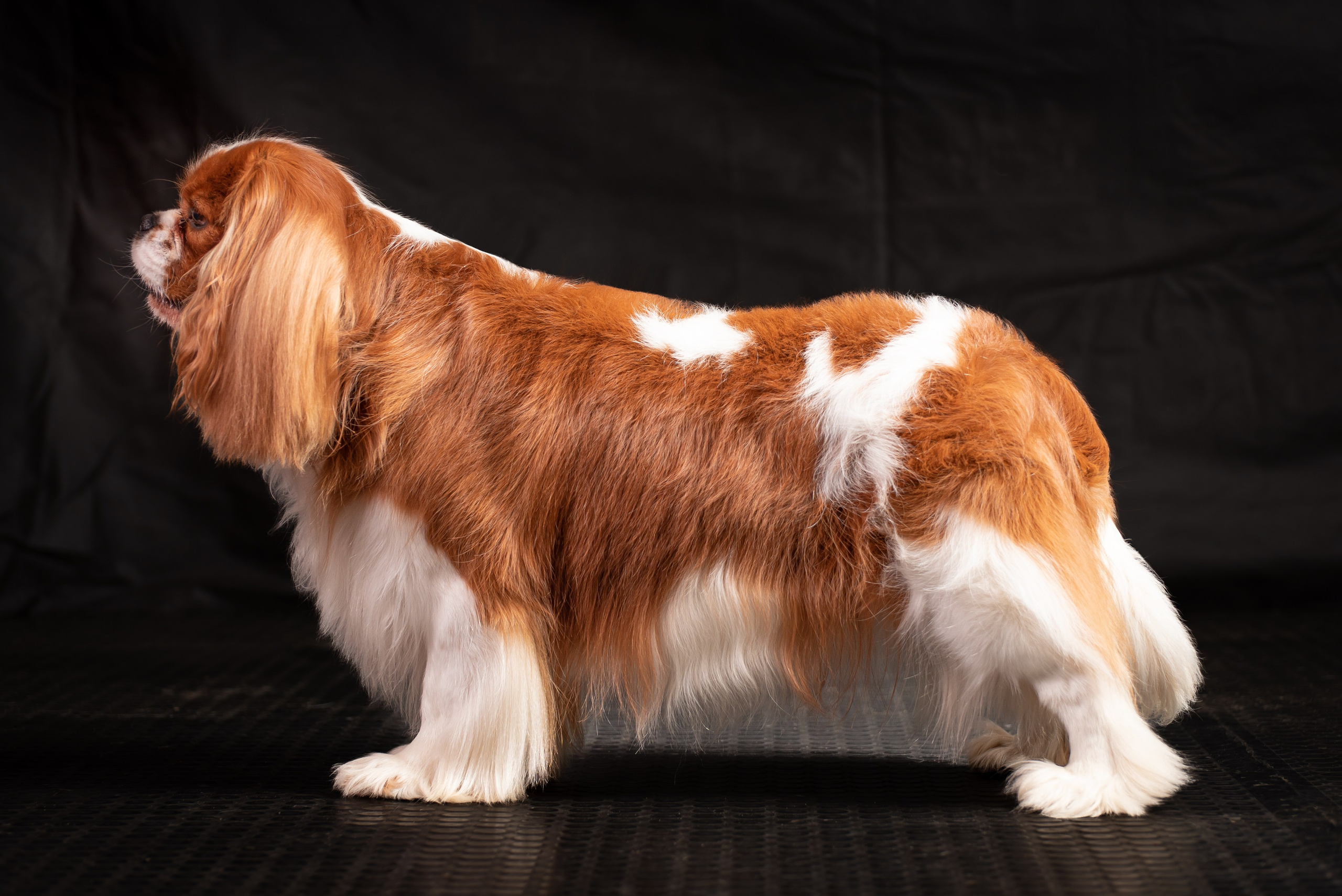 Съёмка собак. Фотограф Макс Огурцов в Нижнем Новгороде