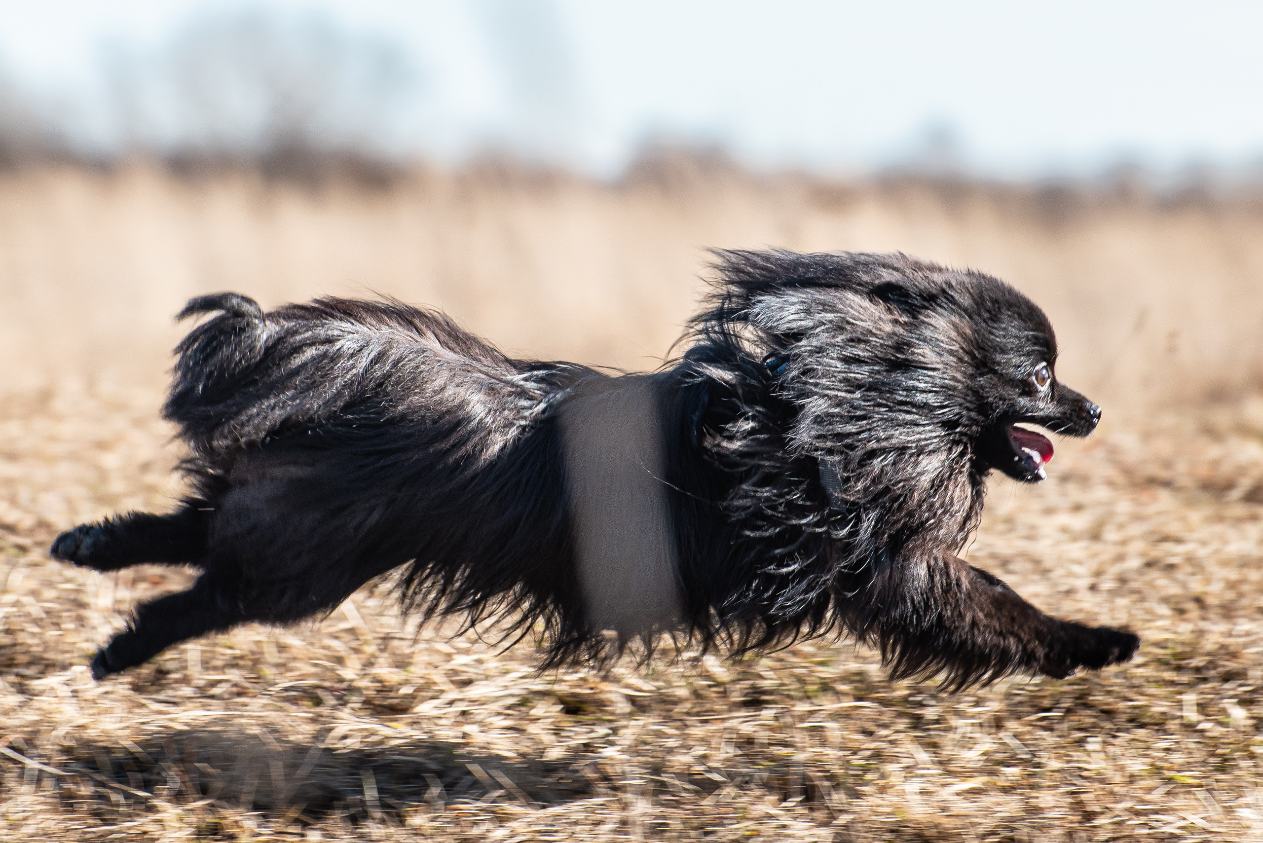 Фотографии с Бега за механической приманкой команды «Kiborg Sport». Фотограф Макс Огурцов в Нижнем Новгороде